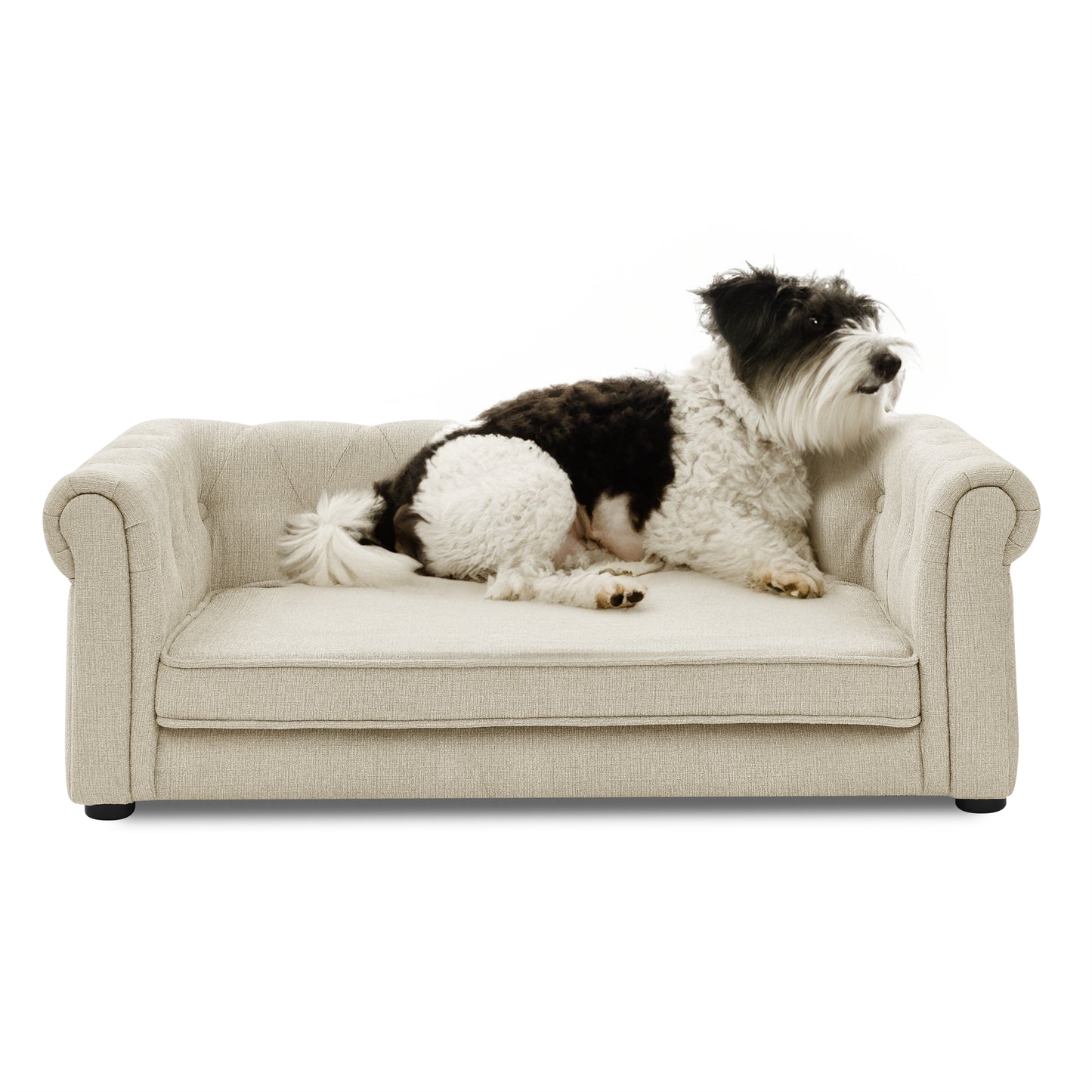 Cream tufted pet sofa with a black and white shaggy dog resting comfortably