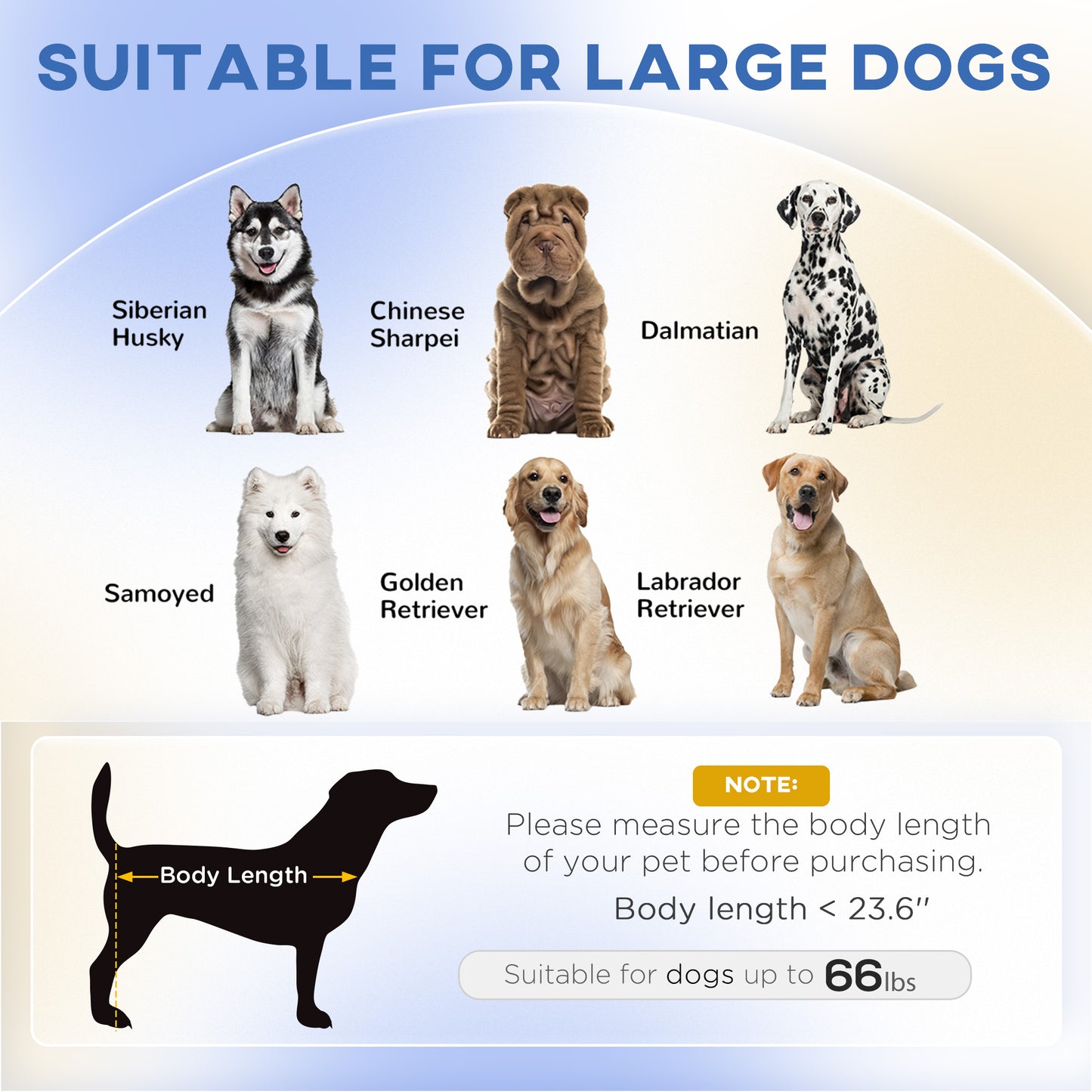Siberian Husky sitting alertly showcasing breed for large dog accessories
