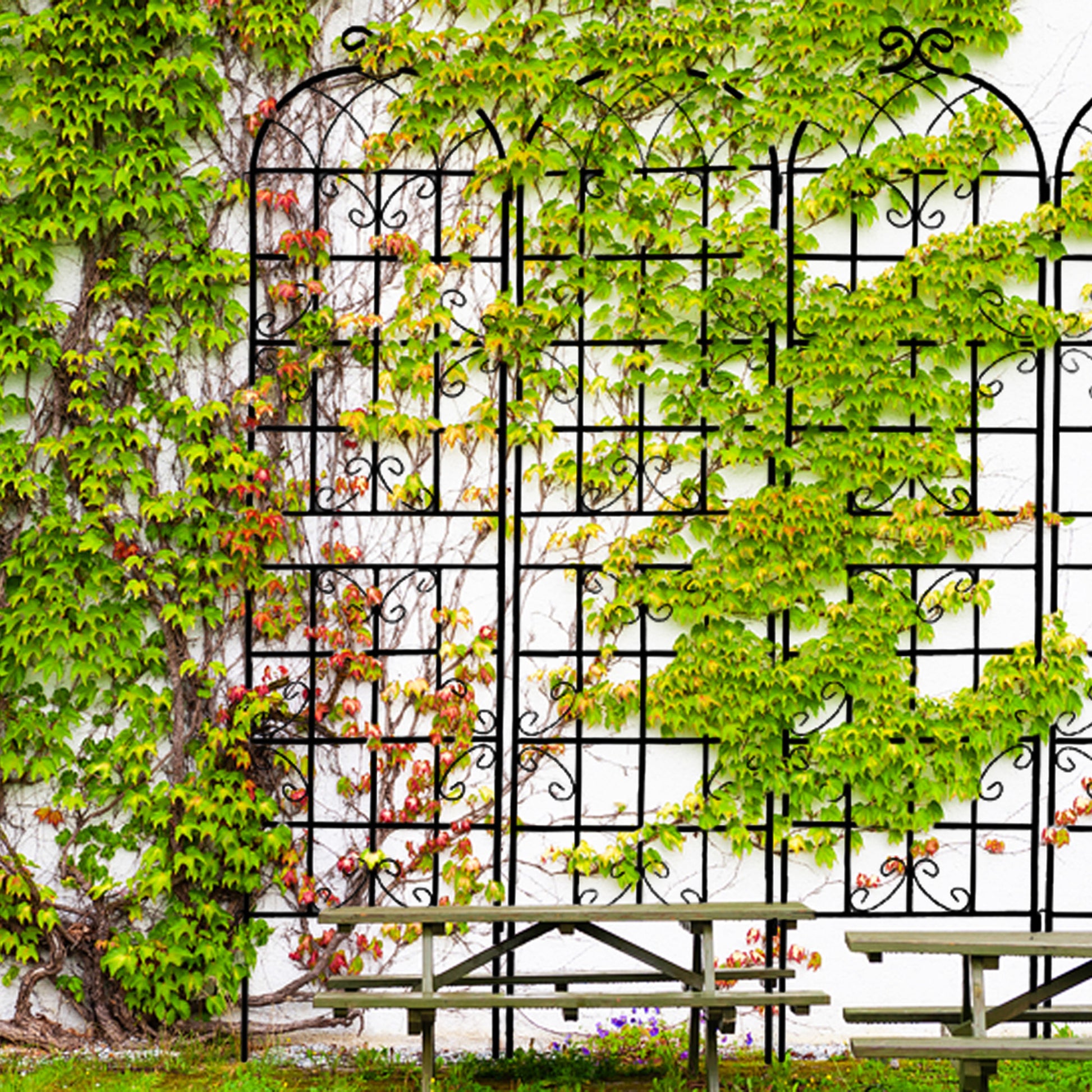Black wrought iron garden trellis with lush green ivy climbing its structure