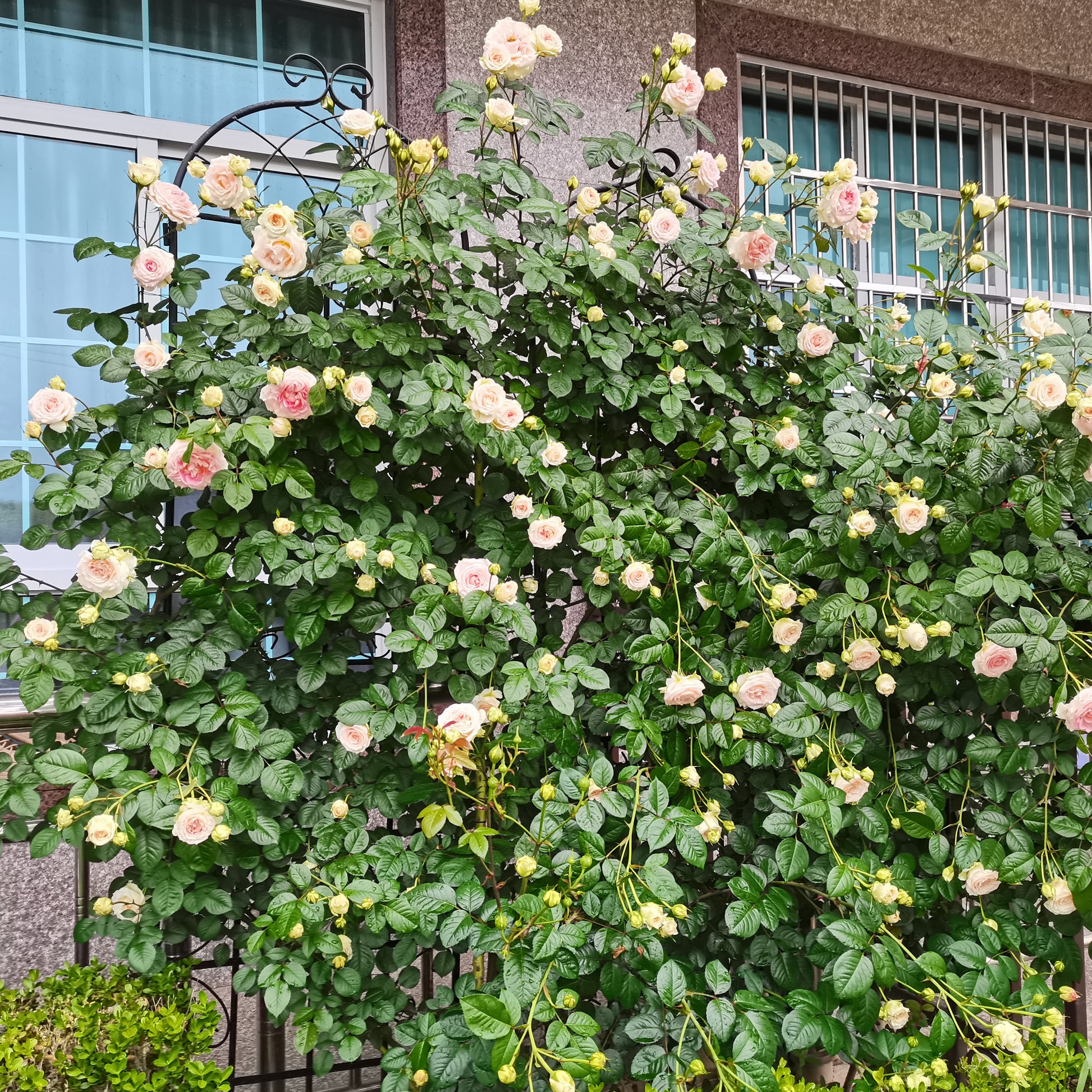 Lush climbing rose bush with pale pink blooms and abundant green leaves