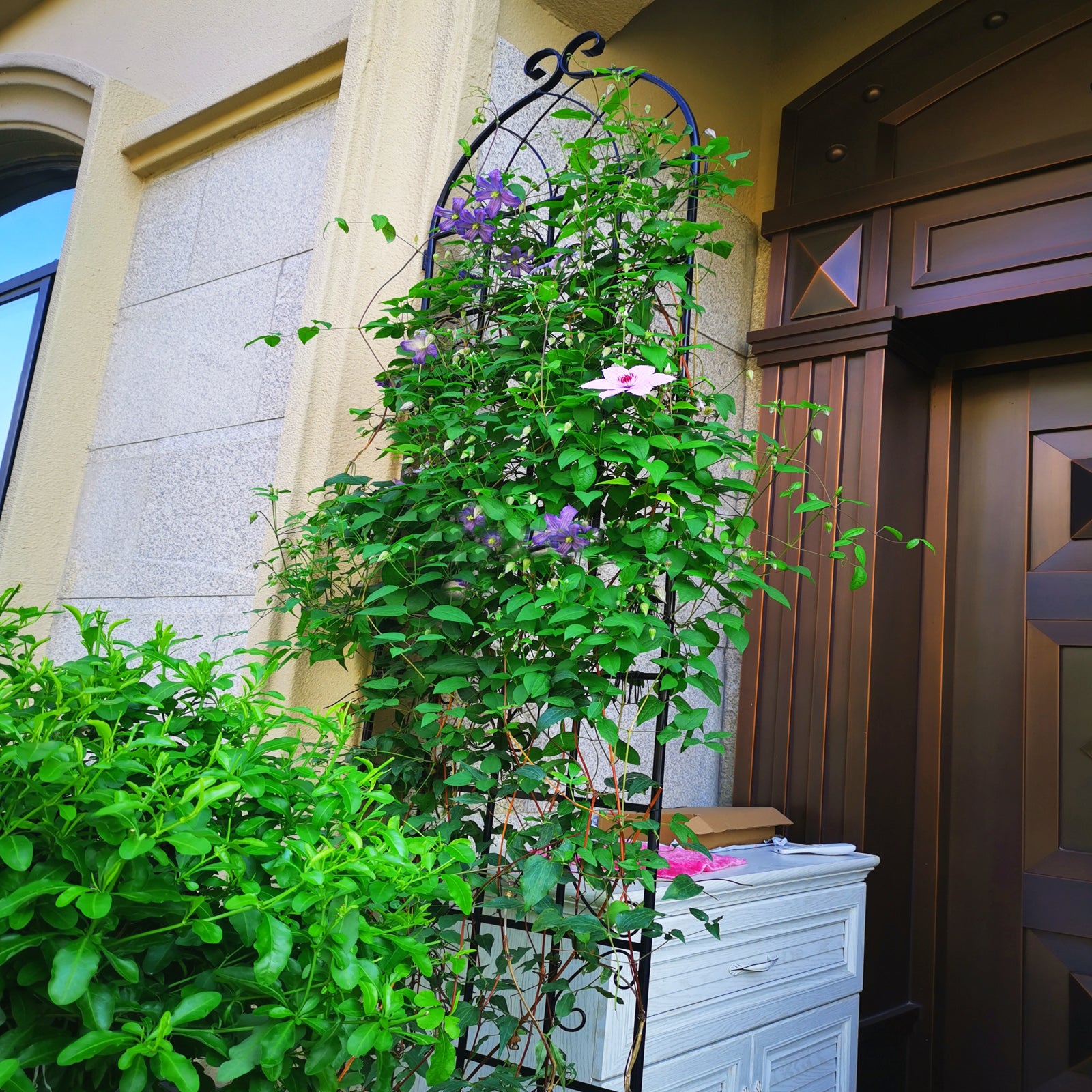 Decorative metal garden trellis supporting climbing clematis with purple and pink flowers