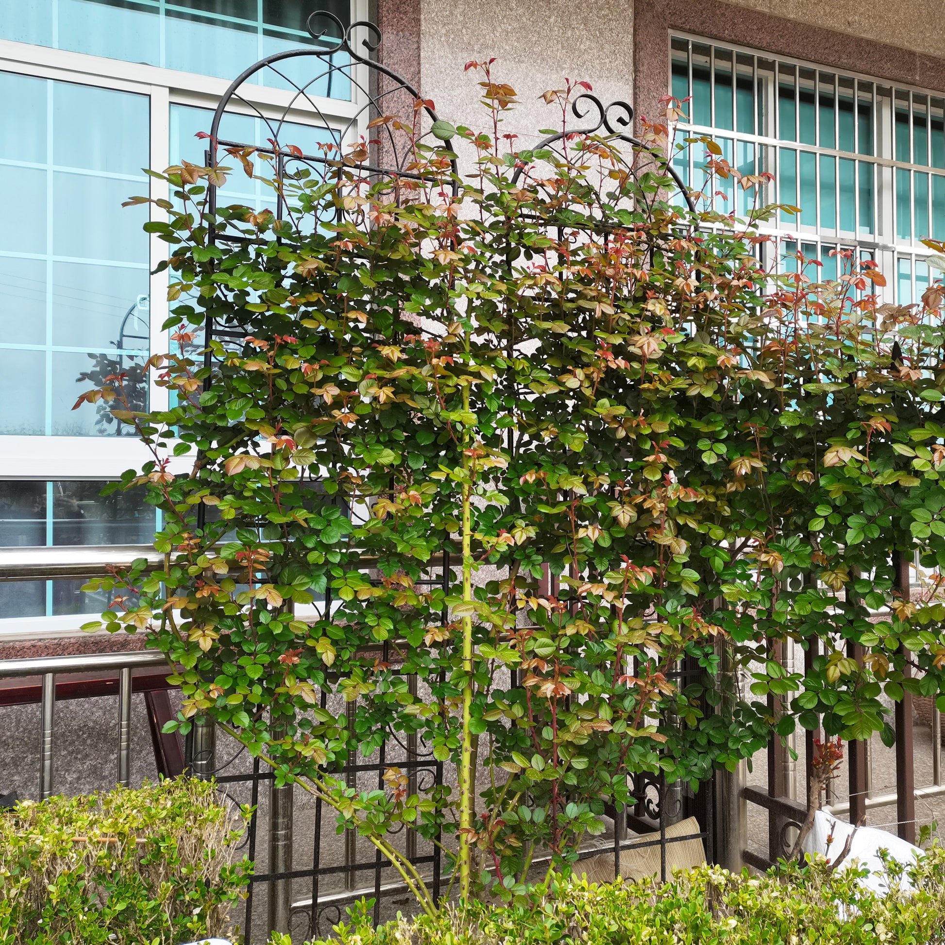 Espalier rose trellis with vibrant green leaves and new red growth climbing a black metal frame
