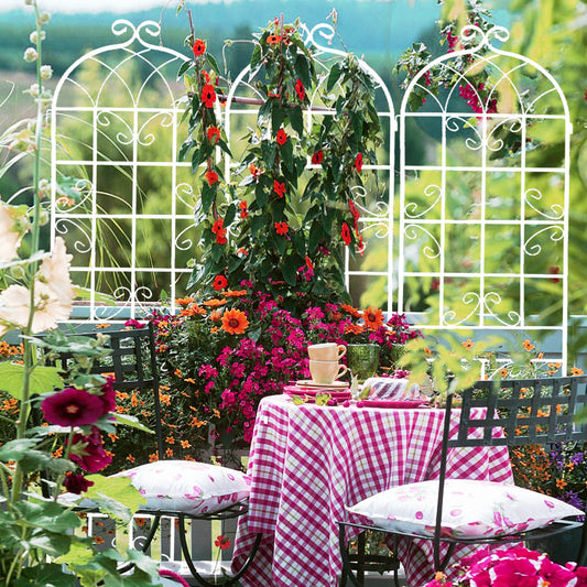 White wrought iron garden trellis supporting vibrant red and green climbing vines