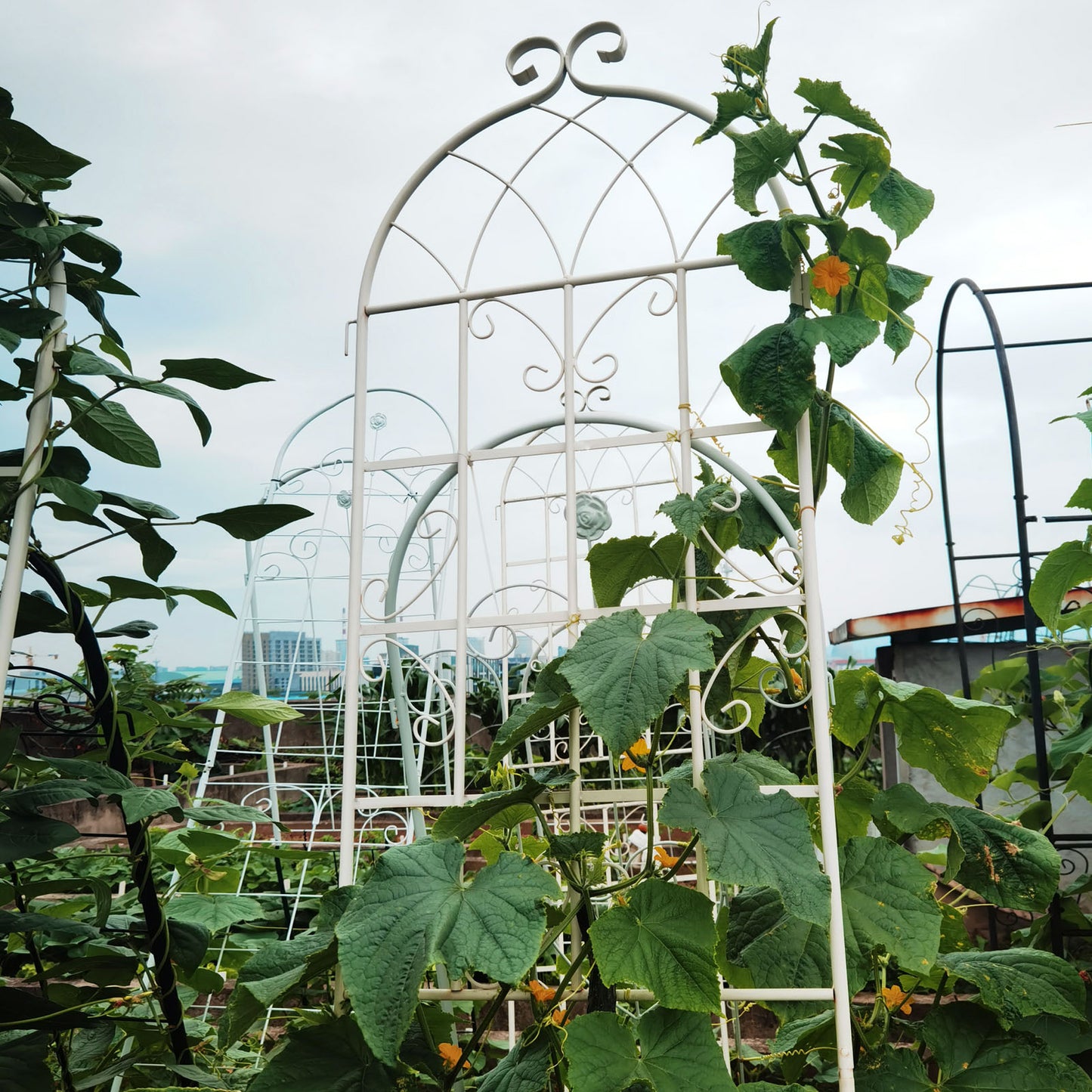 White metal garden arch trellis with climbing cucumber vines and orange flowers