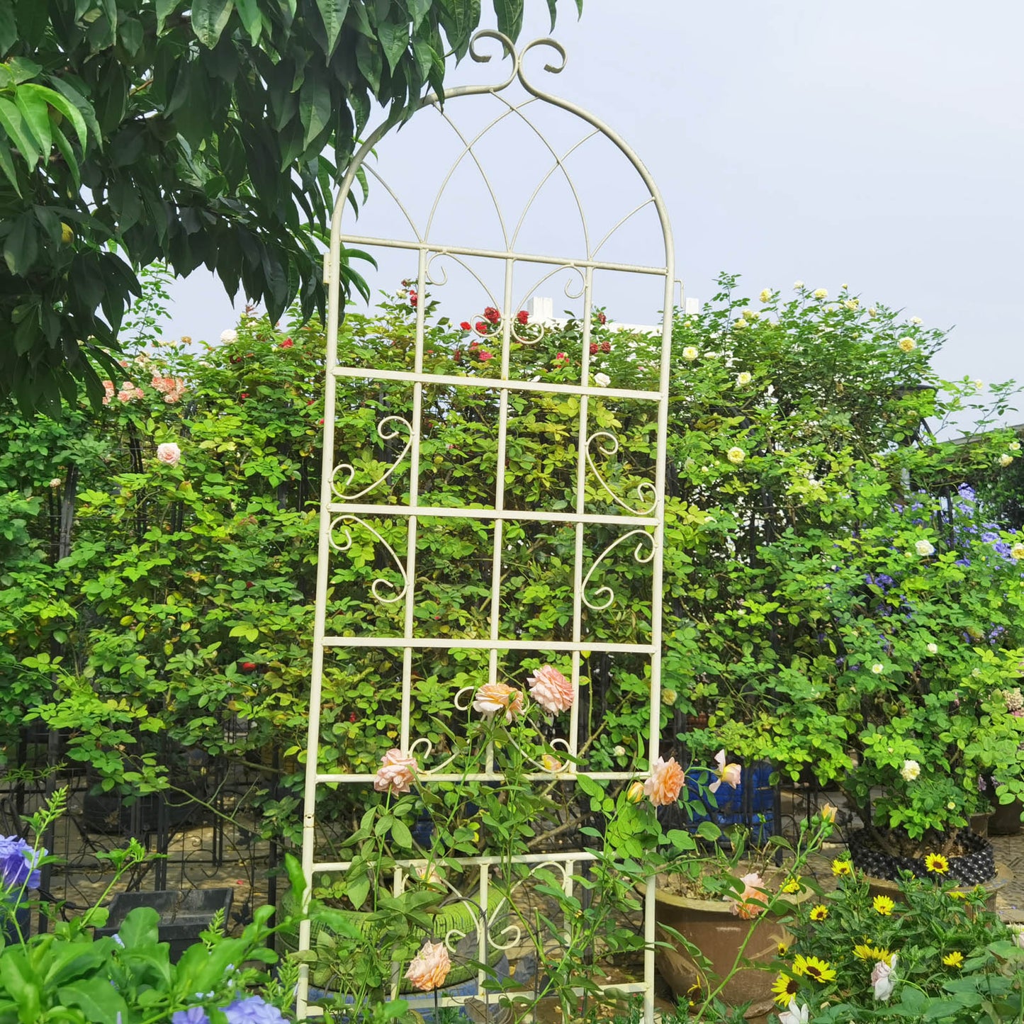 Ornate cream metal garden trellis supporting climbing roses and vibrant greenery
