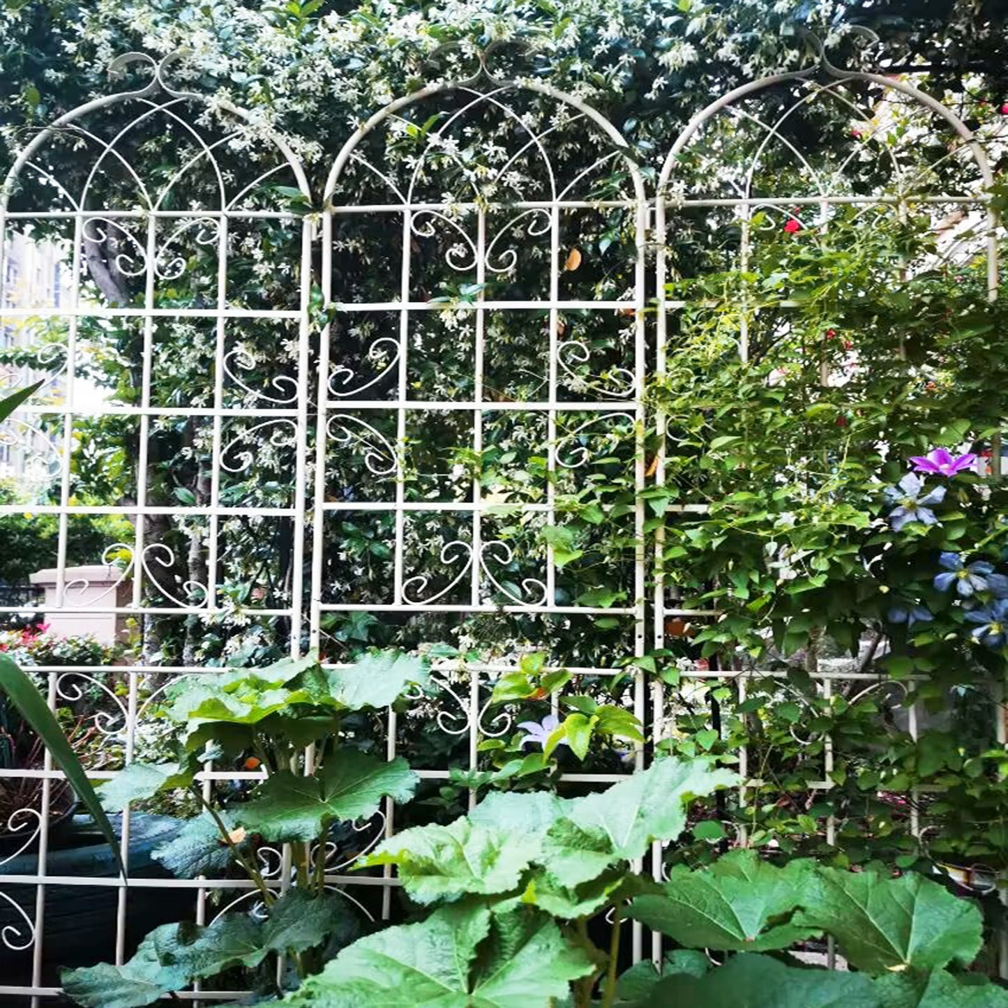 Ornate white metal garden trellis with climbing jasmine and large green leaves