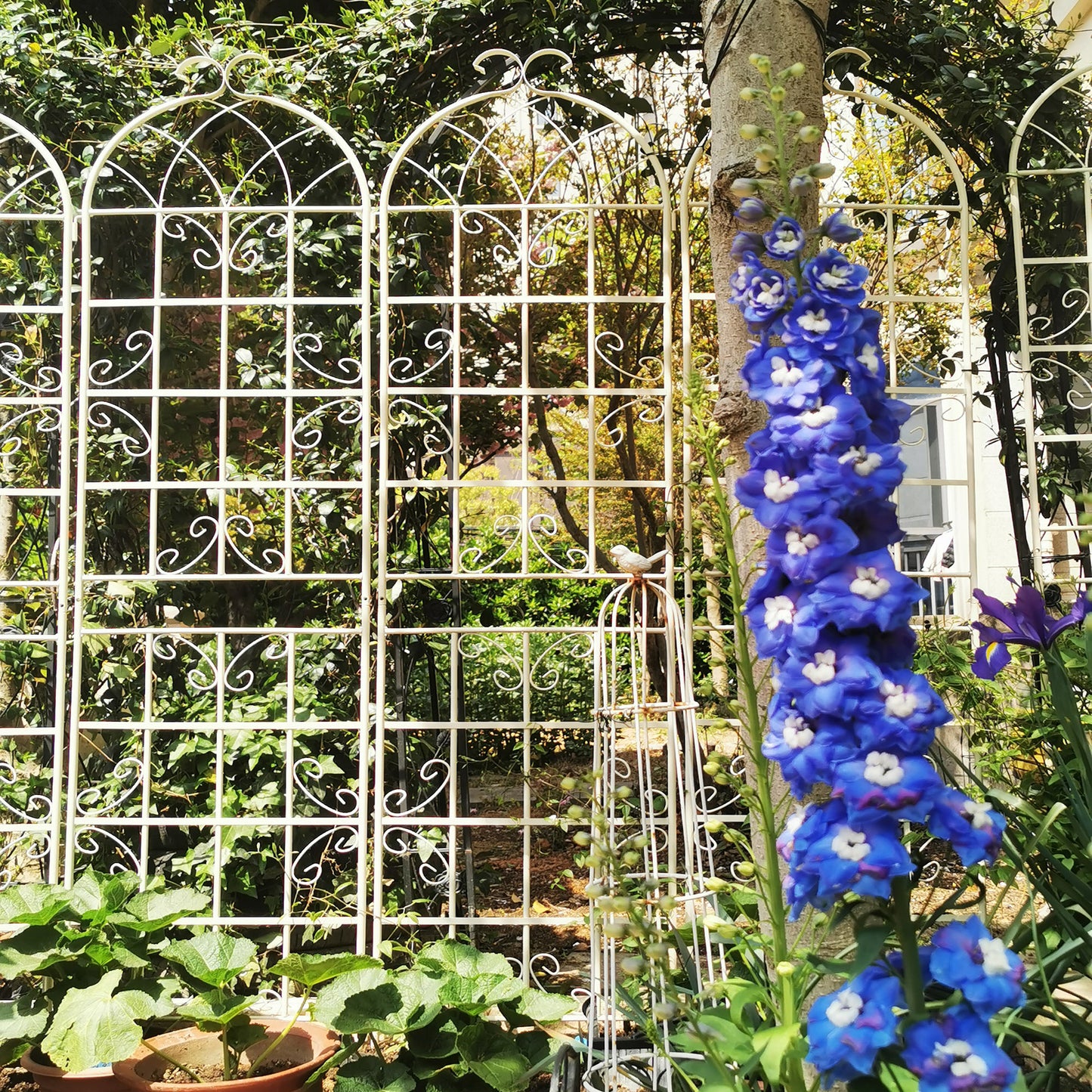 Tall blue delphinium flower spikes bloom beside a white garden trellis