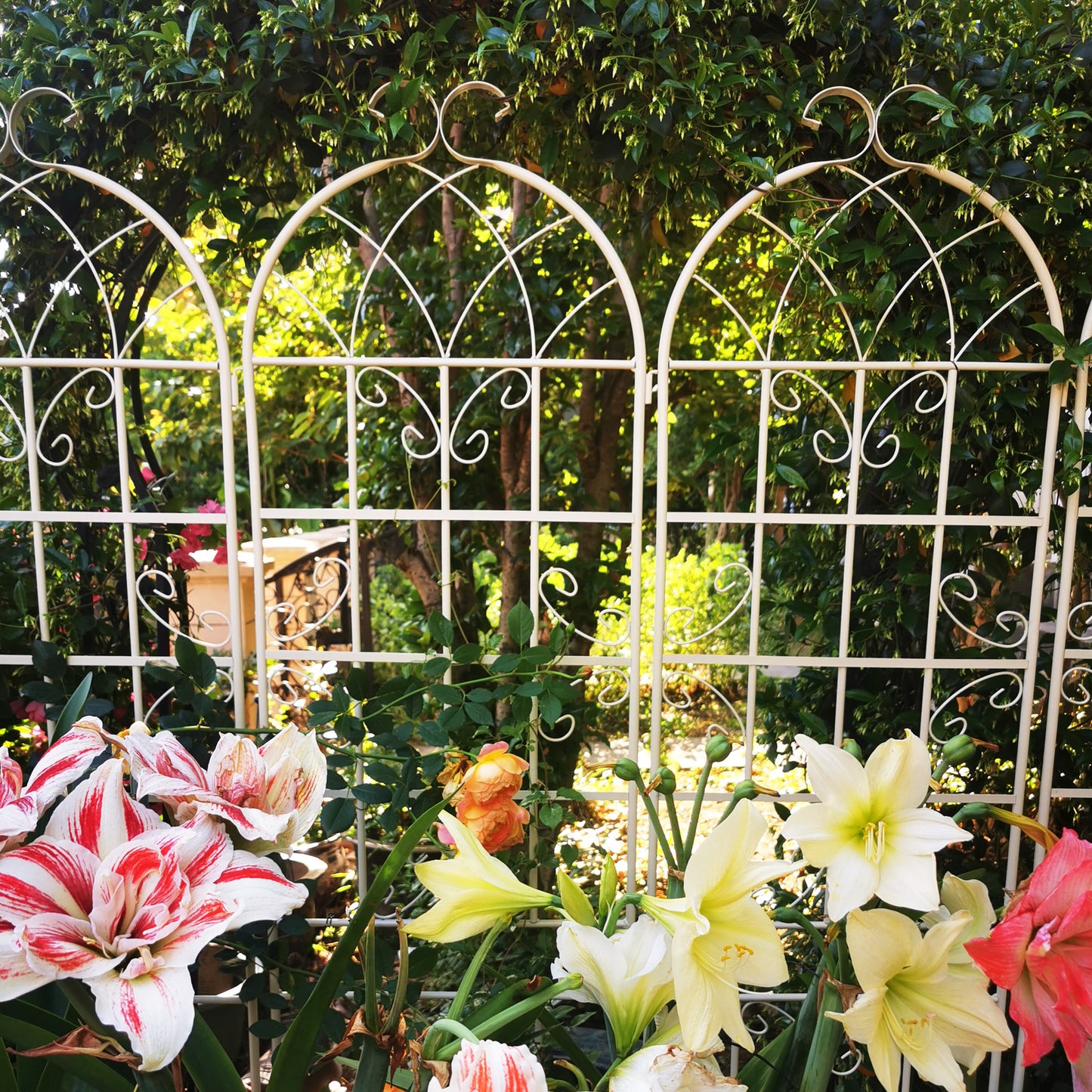Striped red and white amaryllis flowers blooming in a garden setting