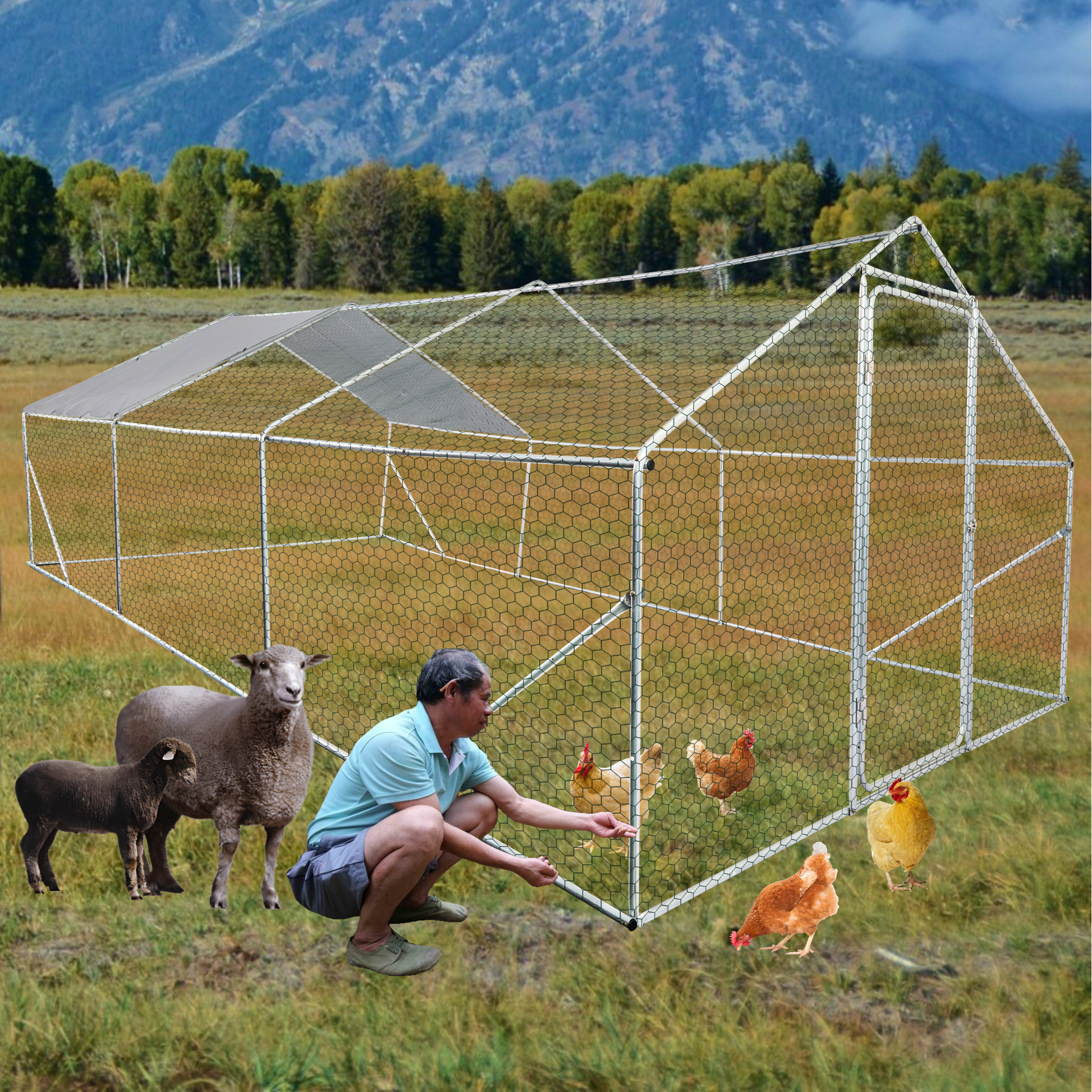 Large metal and mesh chicken coop with peaked roof set in a field with sheep and chickens