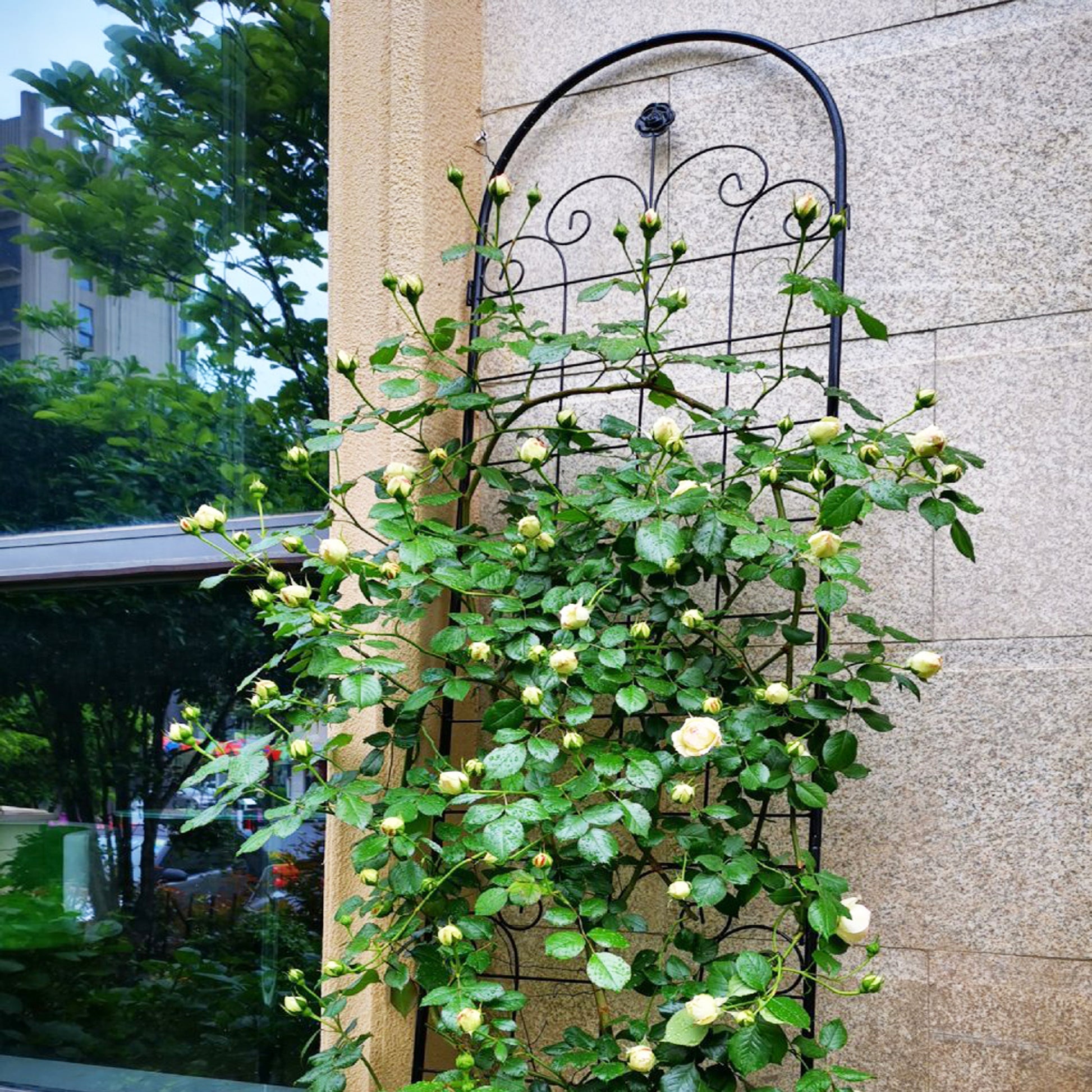 Cream rose bush with buds on decorative black metal trellis