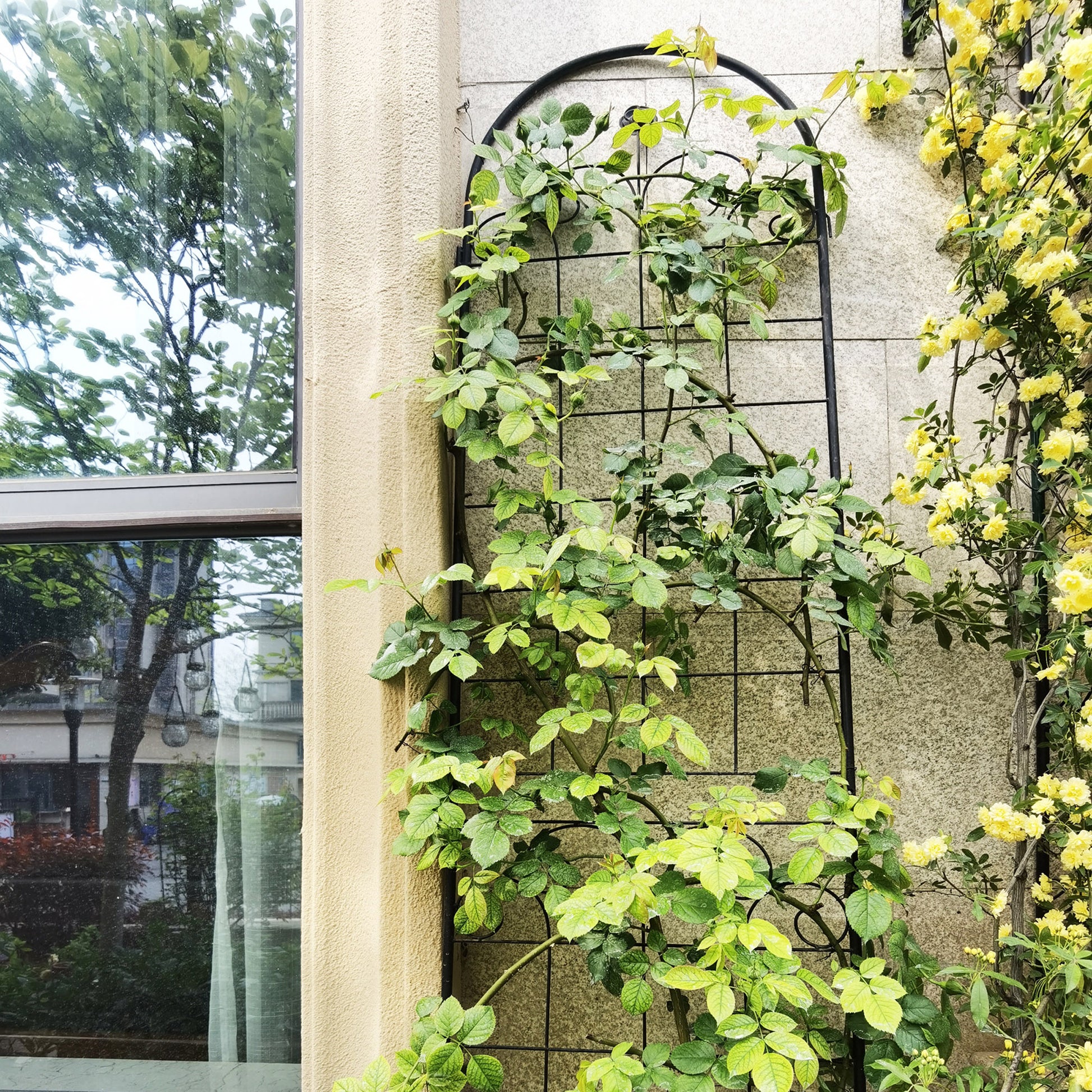 Black metal climbing trellis supporting lush green rose vines with tiny buds