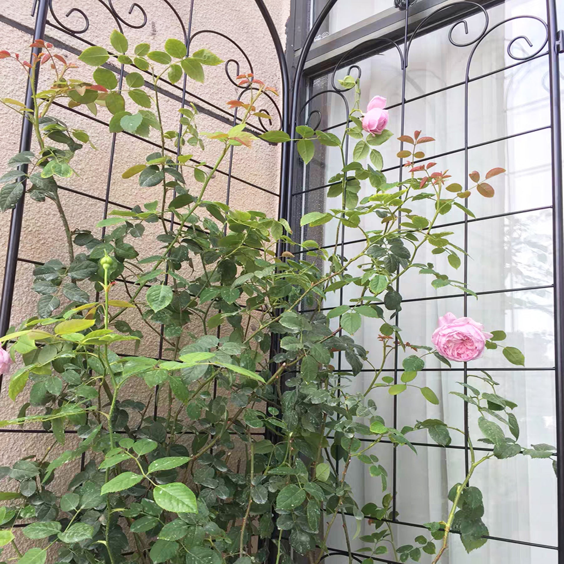 Climbing rose bush with delicate pink blossoms on a black metal trellis