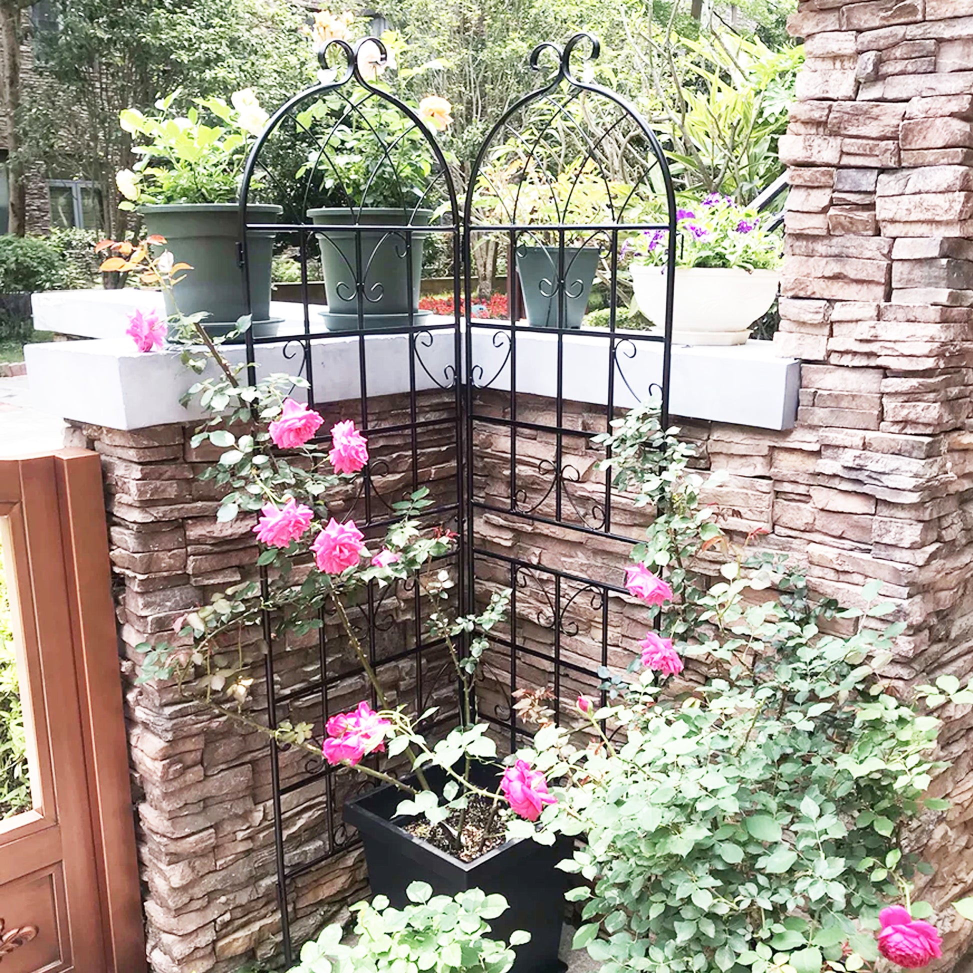 Black metal garden trellis with ornate scrollwork supporting climbing pink roses