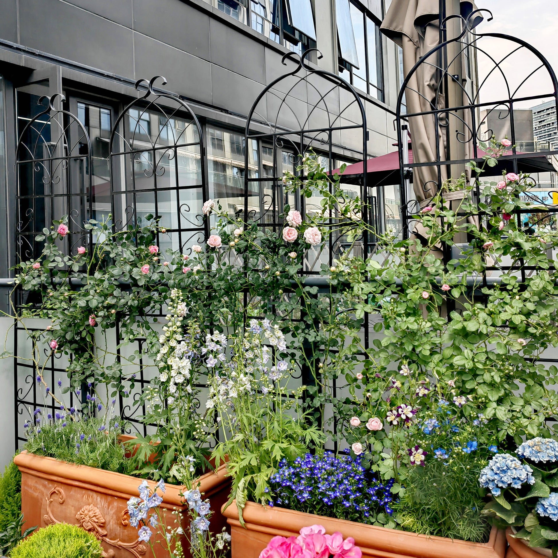Pink climbing roses on ornate trellis against modern building garden decor