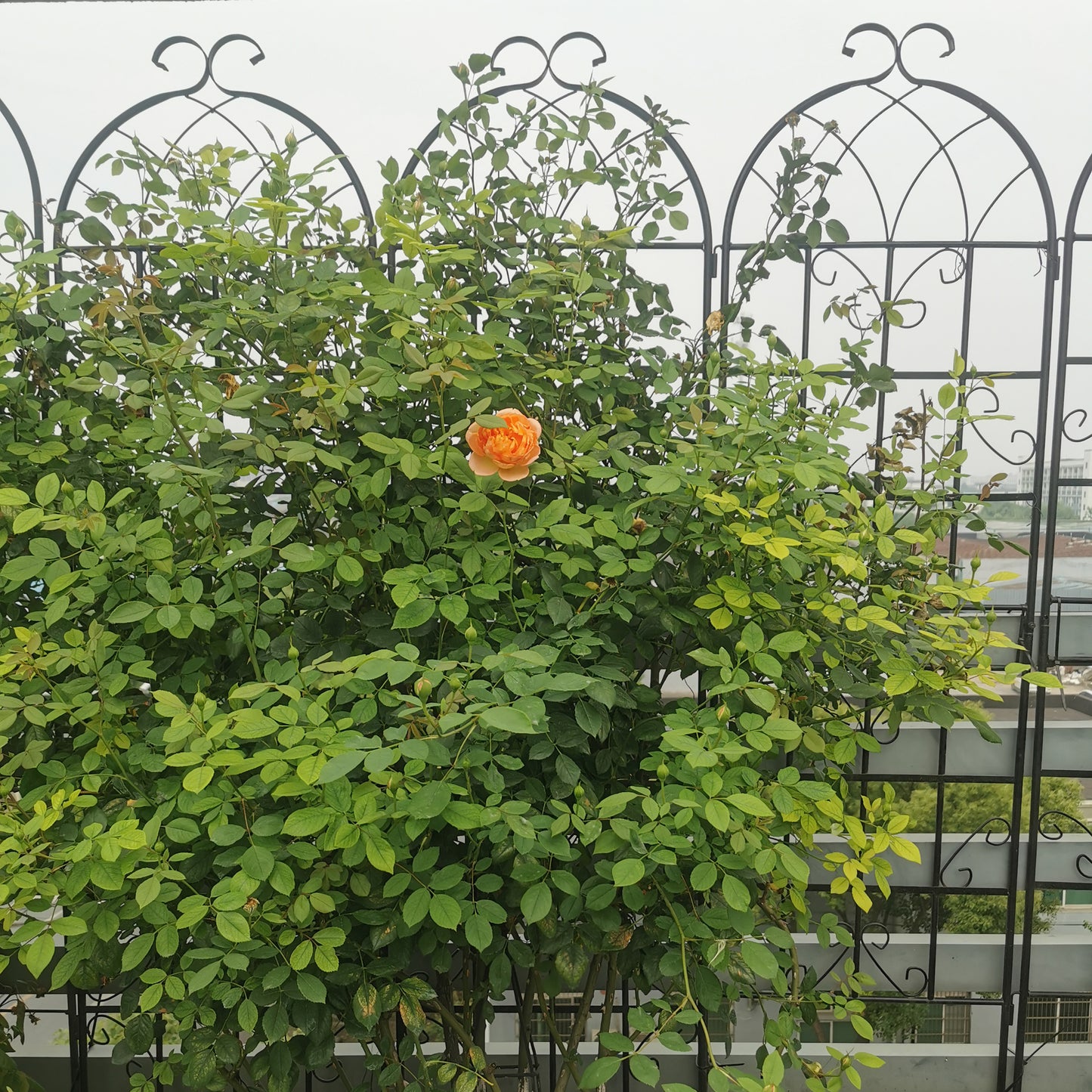 Single orange rose bloom on a lush green bush against a decorative black metal trellis