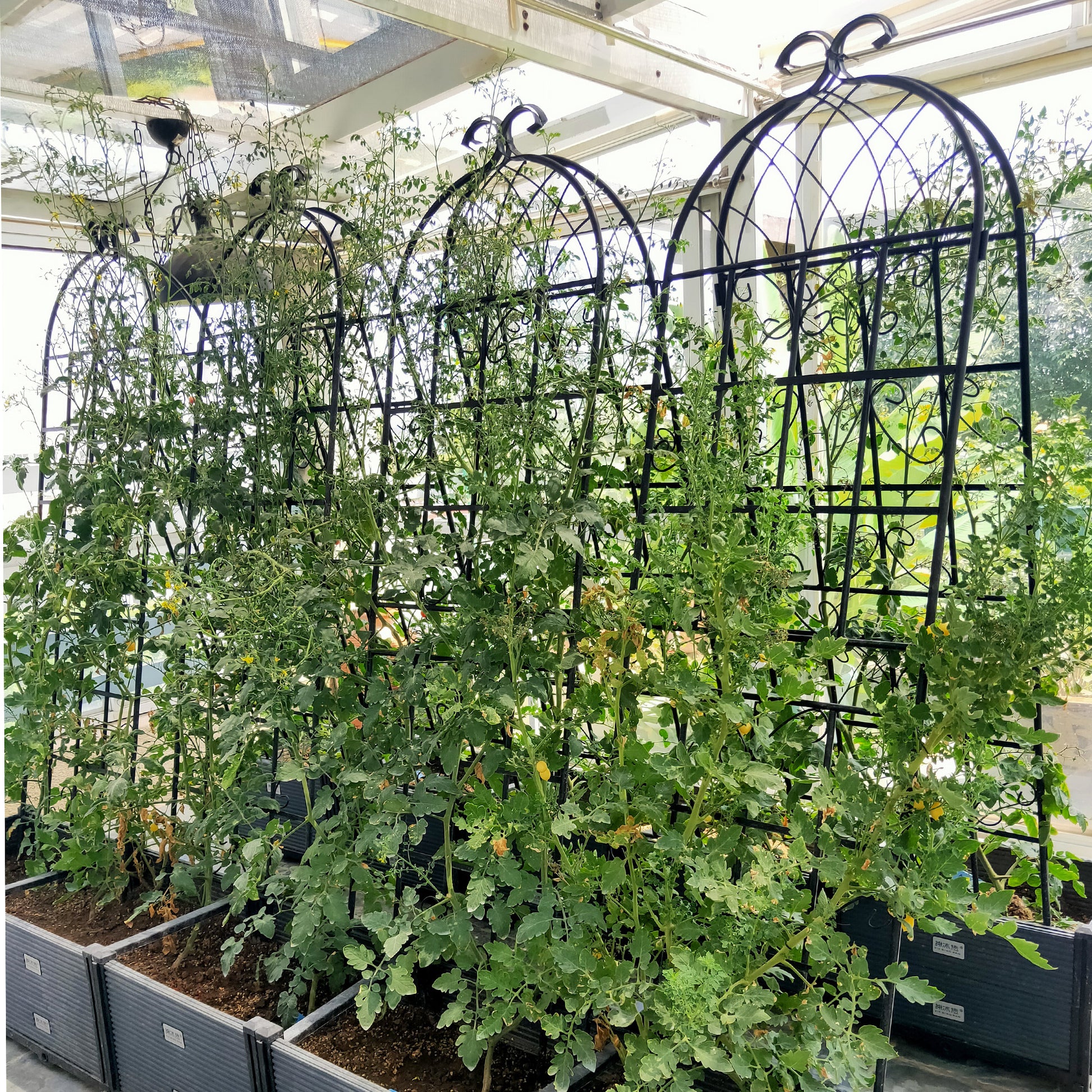 Black metal decorative trellis supporting abundant green tomato vines in a greenhouse