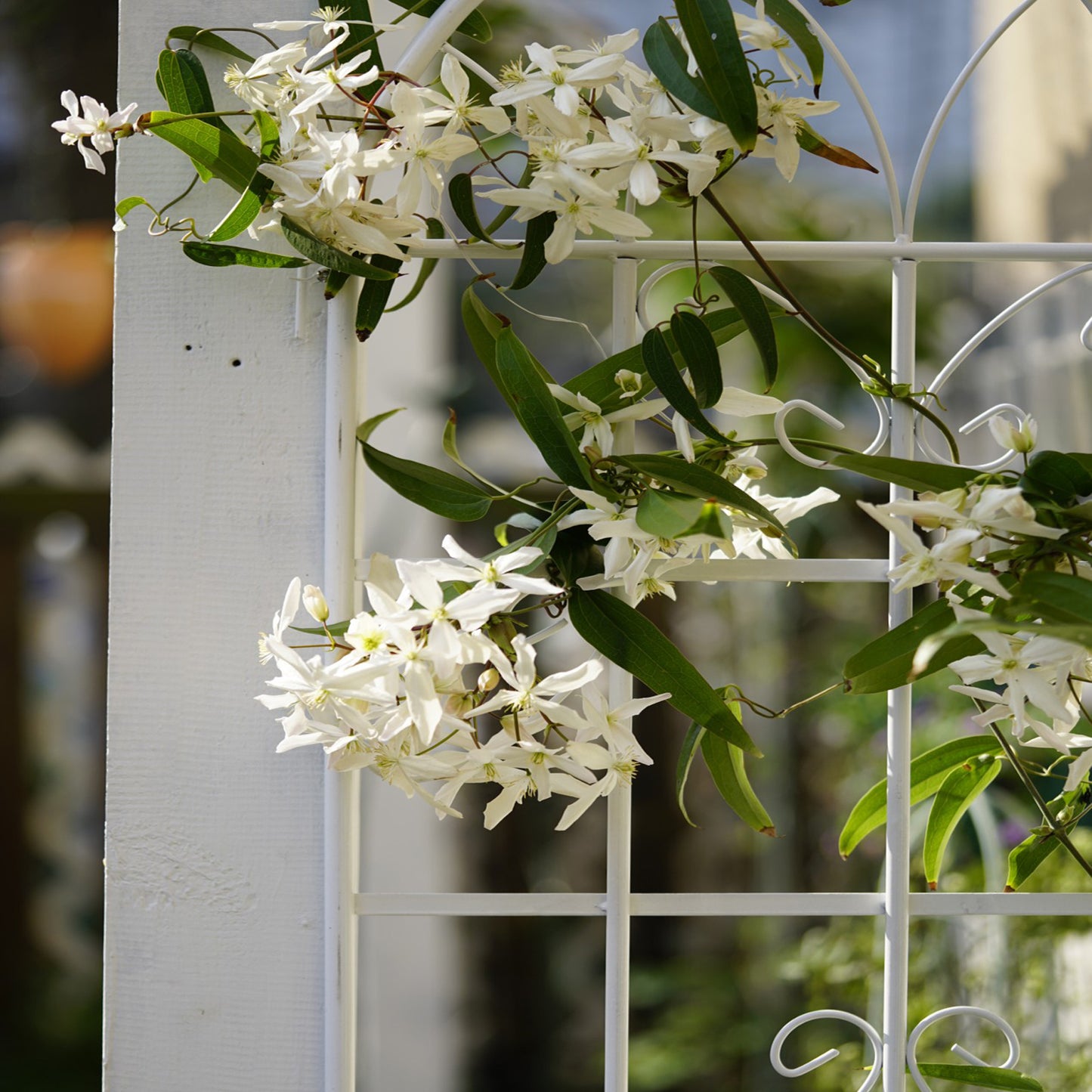 White clematis flowers cascading over a white trellis