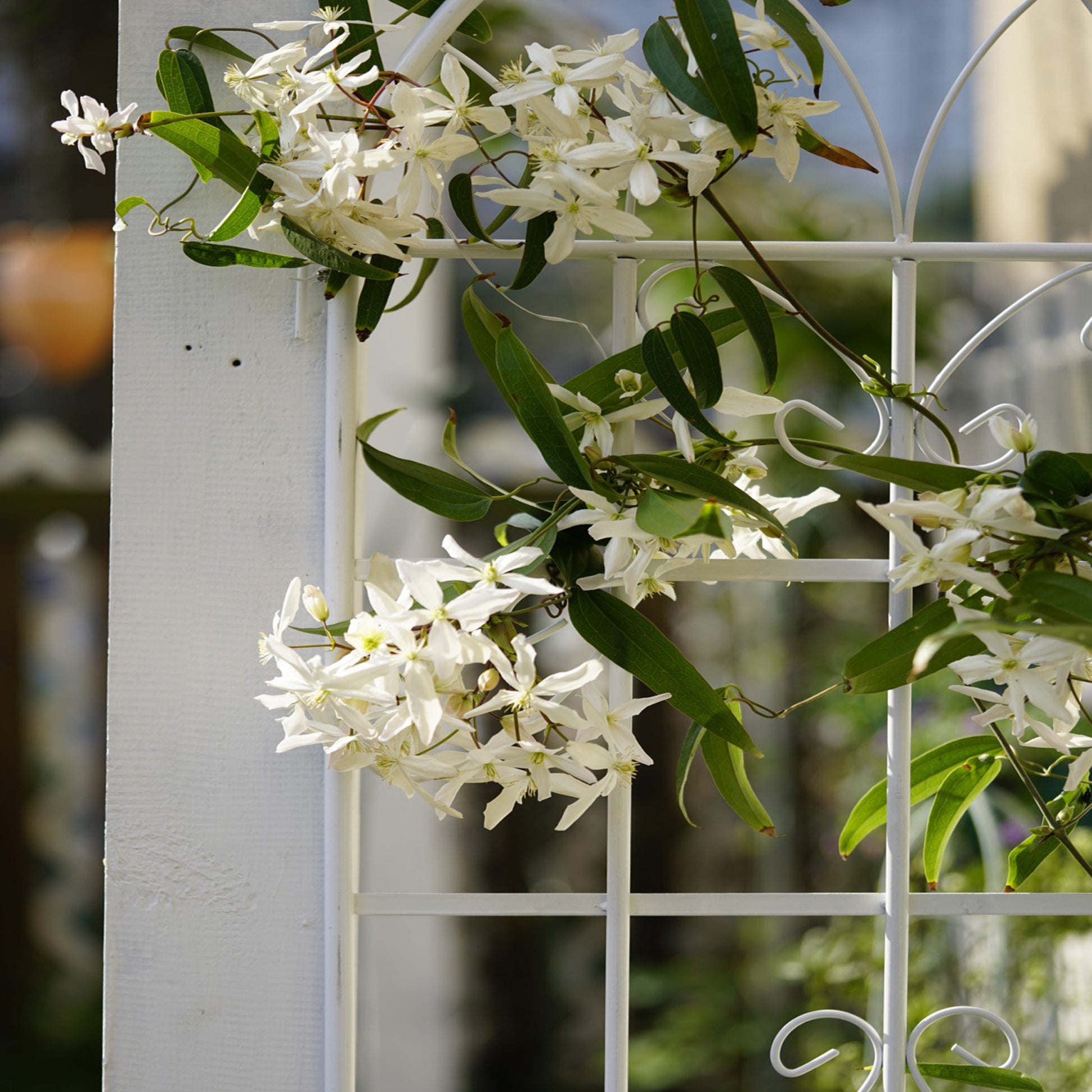 White clematis flowers cascading over a white trellis