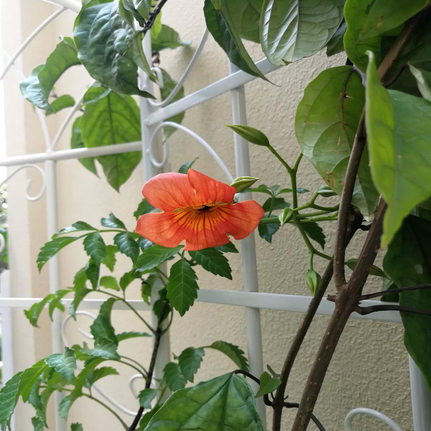 Closeup of an orange trumpet vine flower with green leaves and a trellis