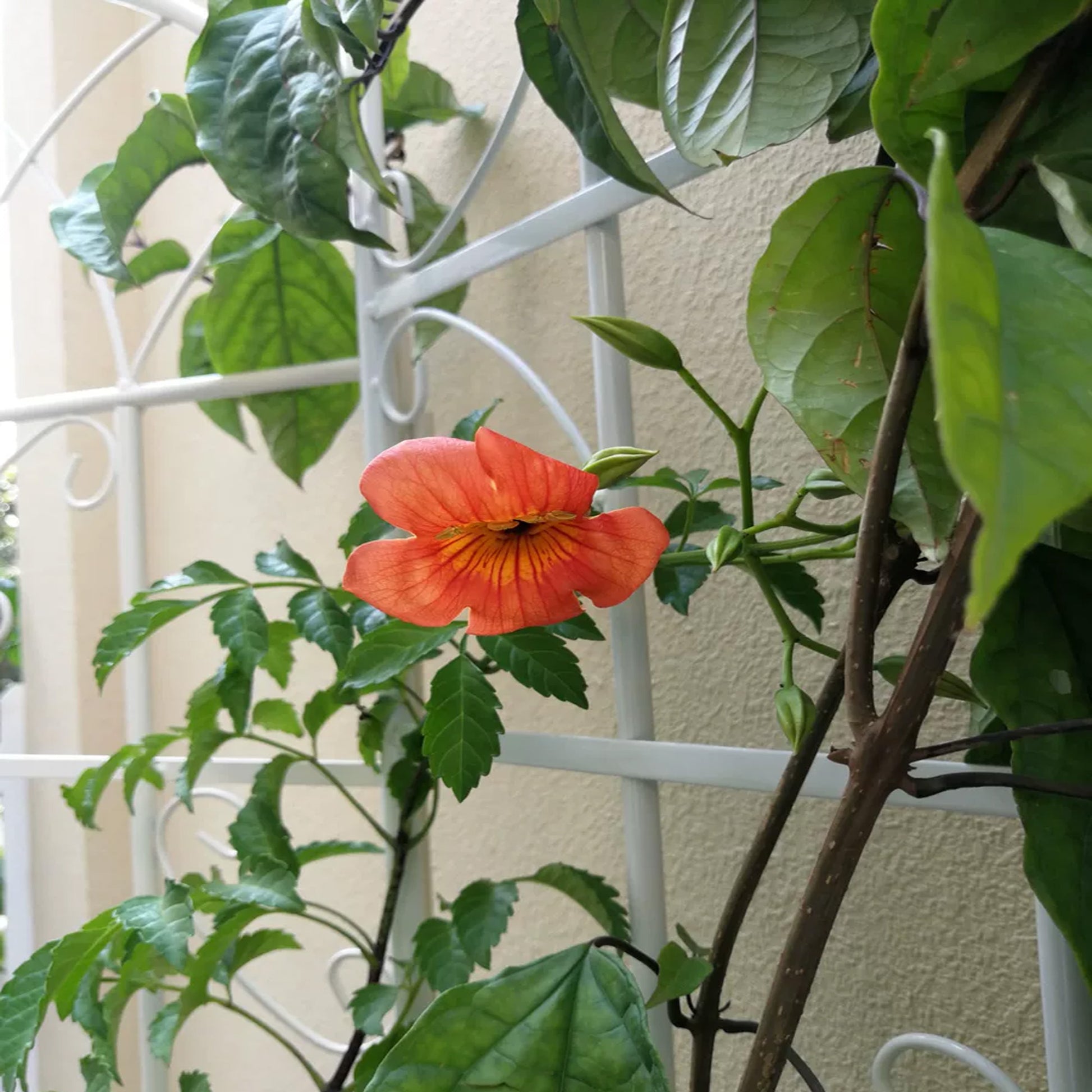 Closeup of an orange trumpet vine flower with green leaves and a trellis