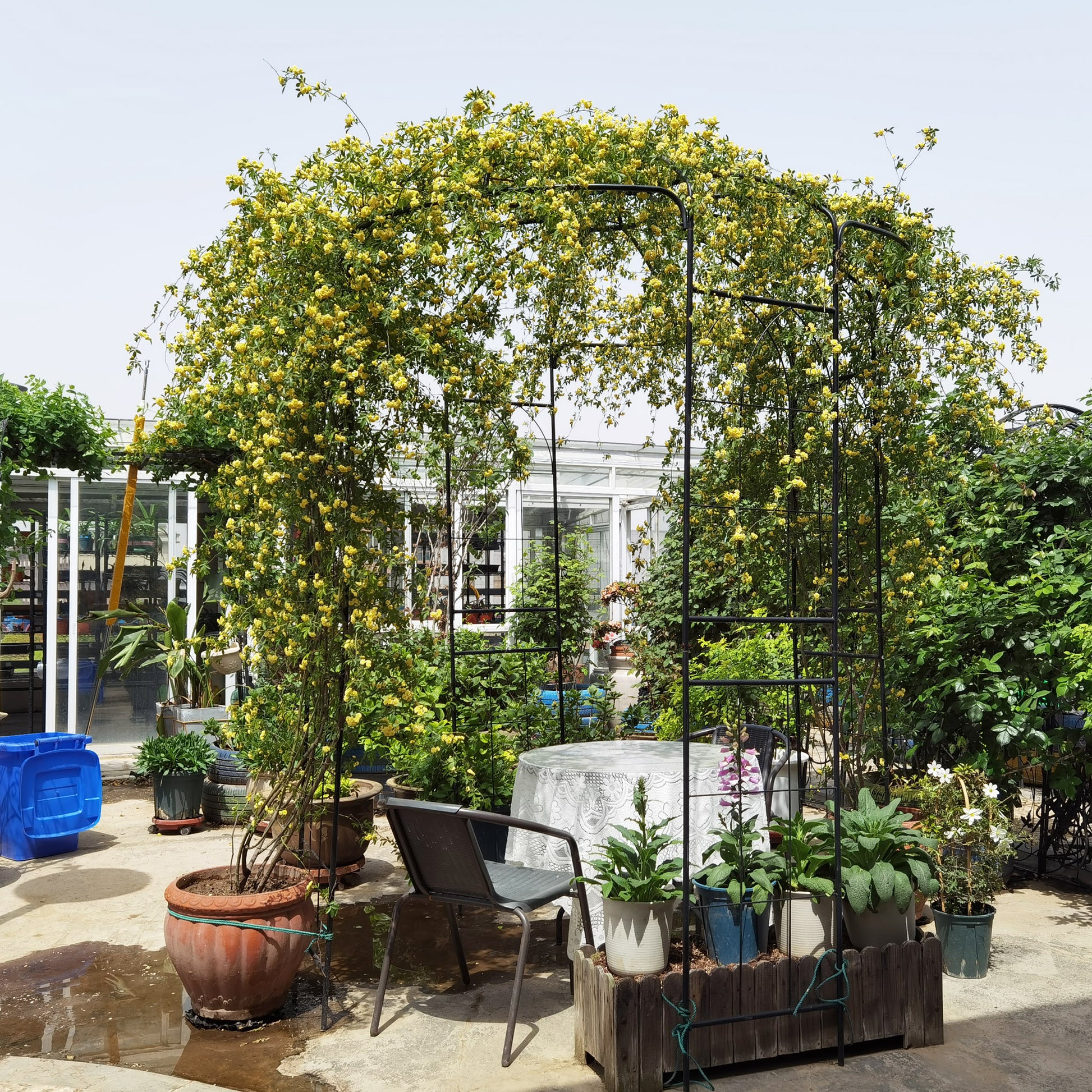 A black metal garden arch adorned with abundant yellow jasmine flowers creating a beautiful floral entrance