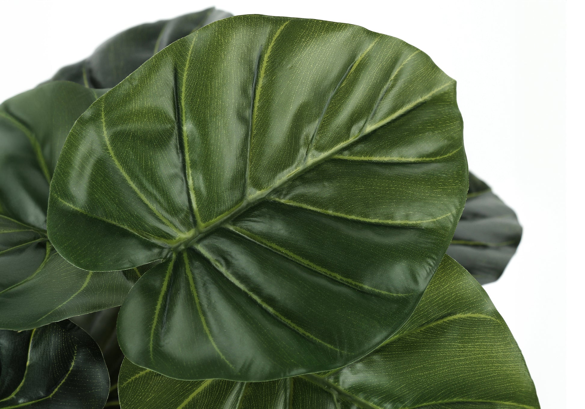 Closeup of lush dark green fiddle leaf fig leaves with prominent veins