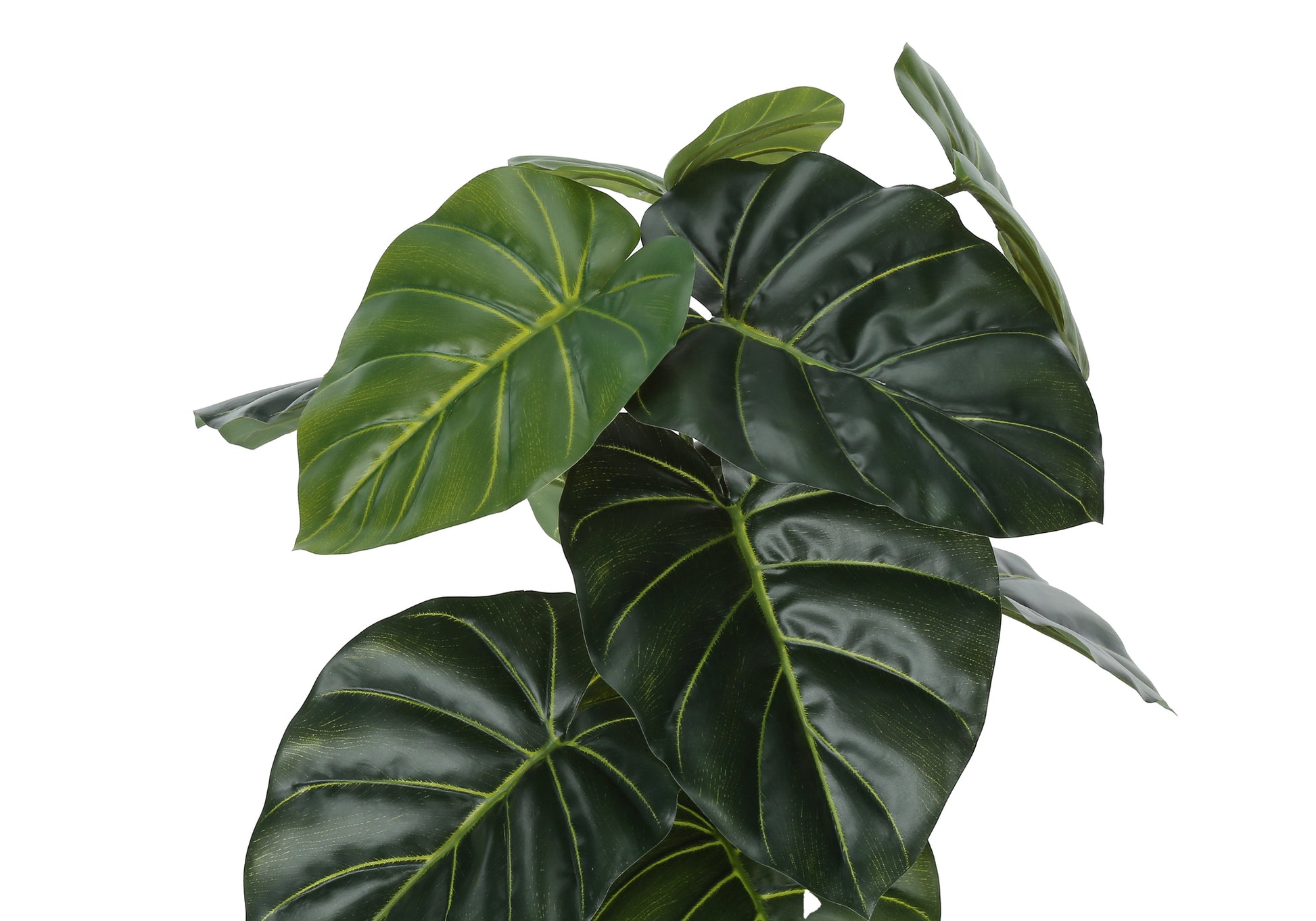 Dark green elephant ear leaves with prominent yellow veins a realistic artificial plant