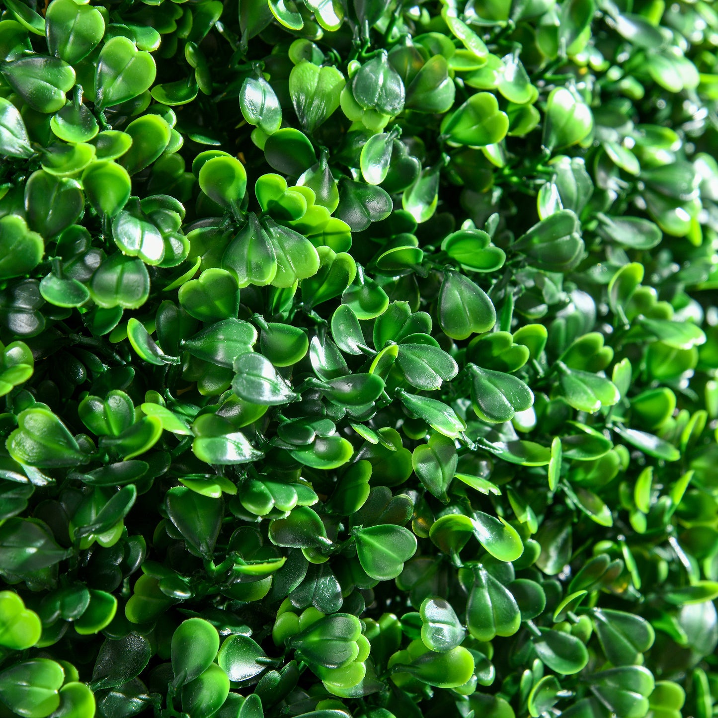 Close up of dense green artificial boxwood hedge with small oval leaves