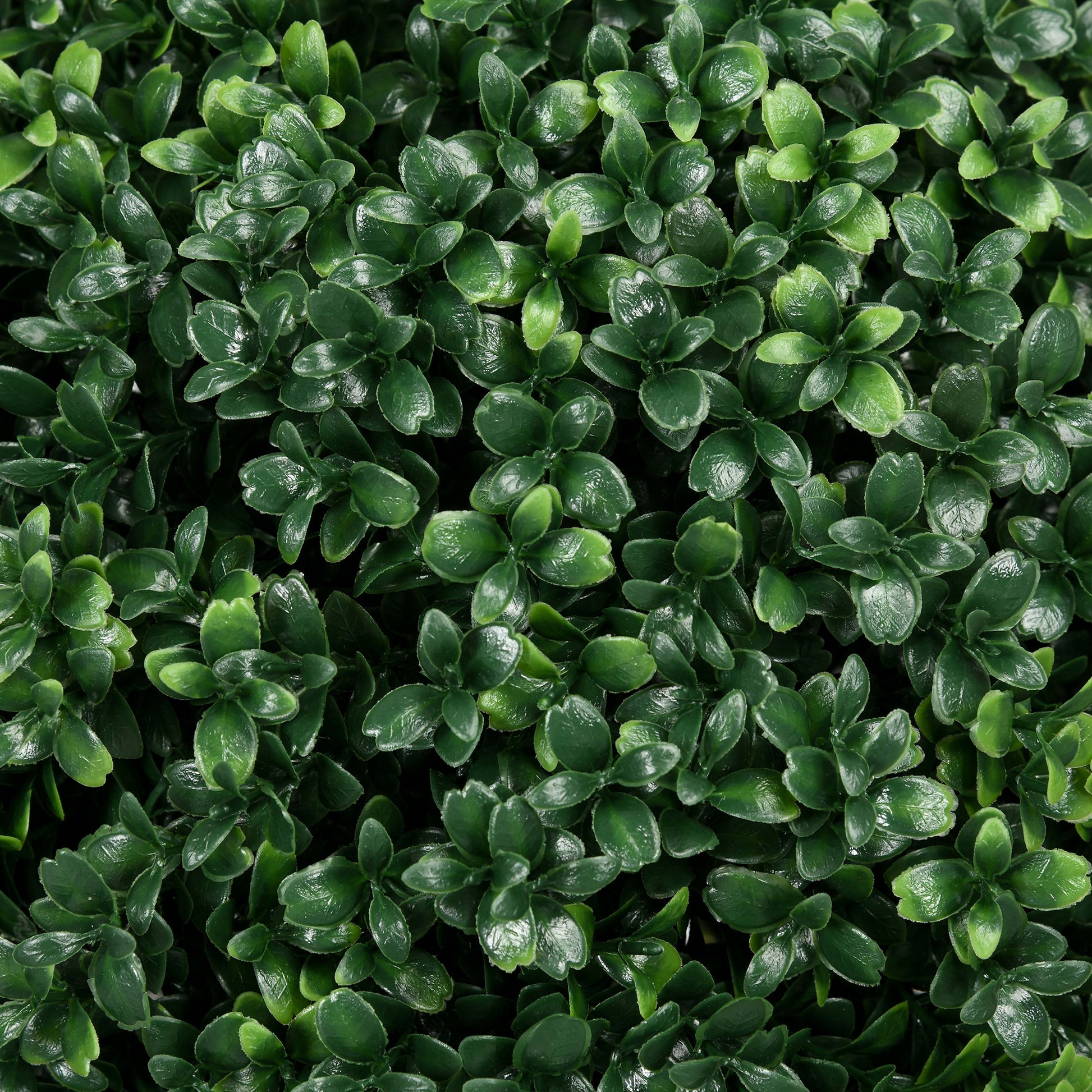 Closeup of lush dark green artificial boxwood leaves perfect for outdoor decor