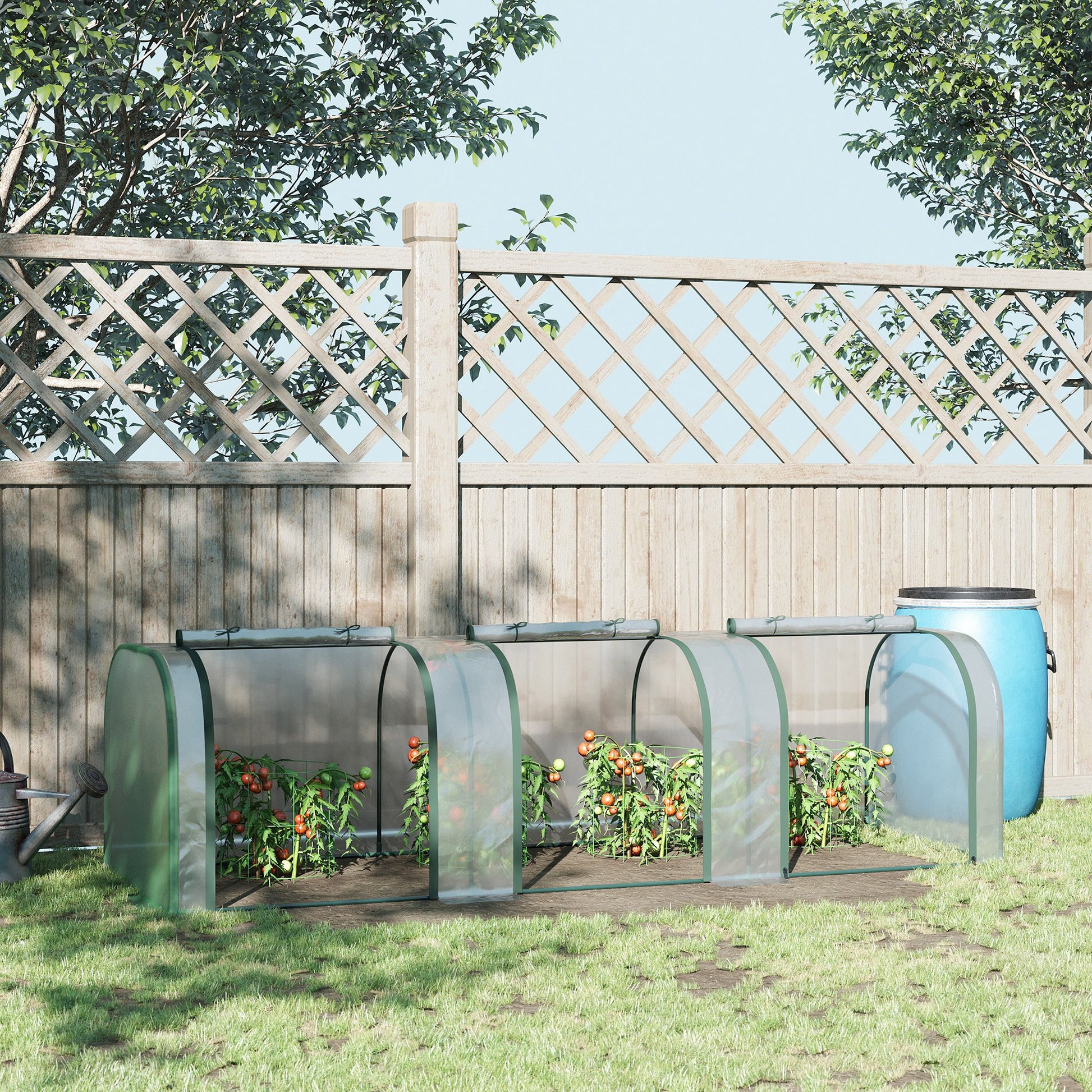 Mini greenhouse with tomatoes growing inside clear PVC cover