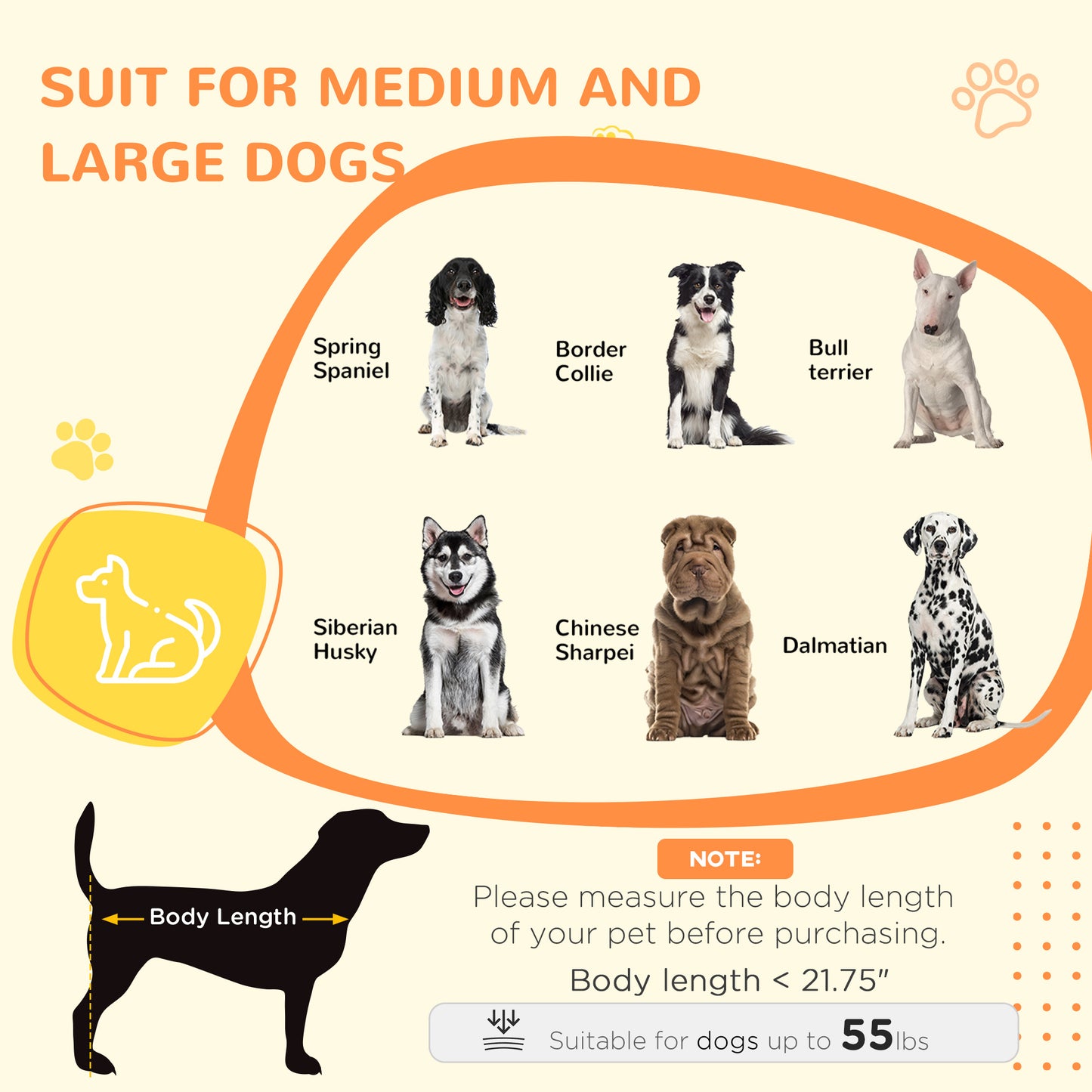 Black and white Springer Spaniel sitting alertly suitable for medium and large dogs
