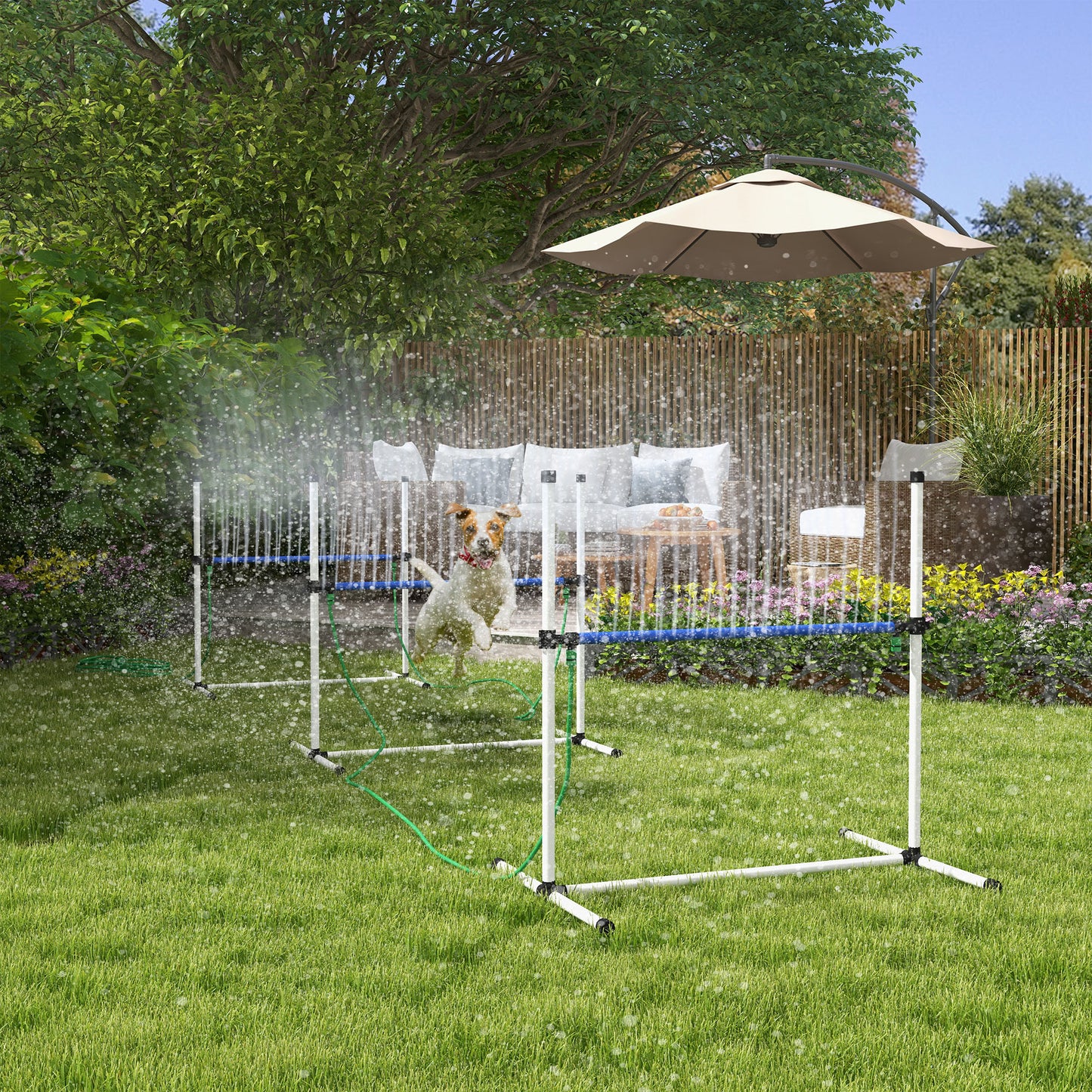 Jack Russell terrier jumping through dog agility tunnel sprinkler on a sunny day