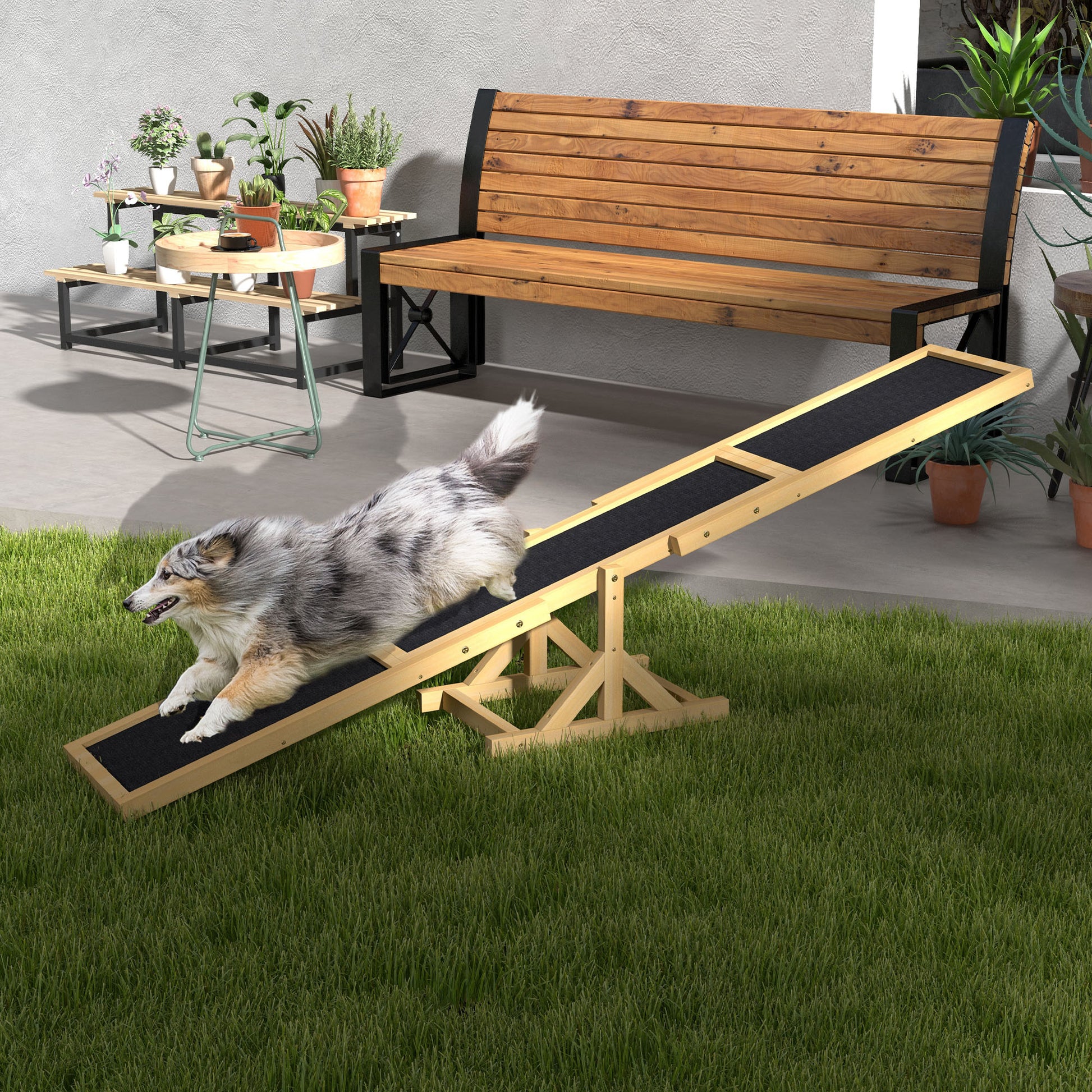 Merle australian shepherd dog runs across a wooden dog agility ramp with black grip surface