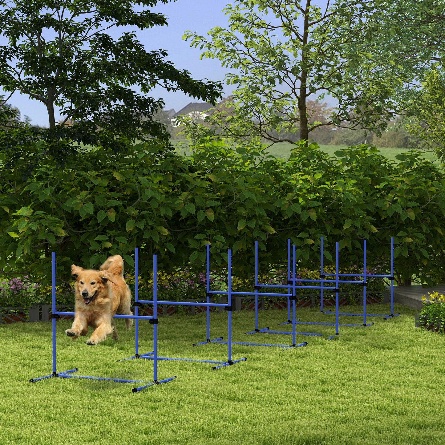 Golden retriever dog jumps over blue agility hurdles on a grassy lawn