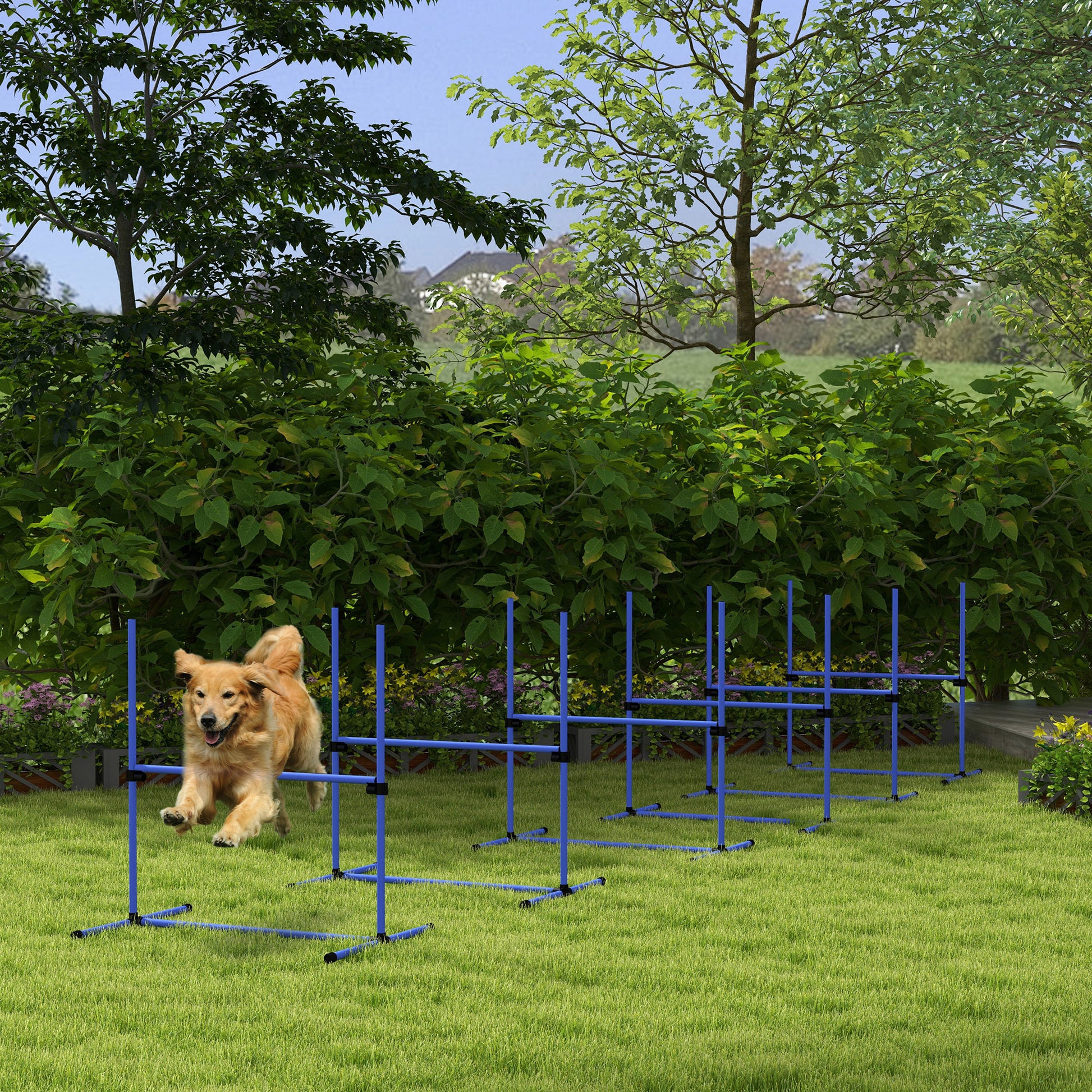 Golden retriever dog jumps over blue agility hurdles on a grassy lawn