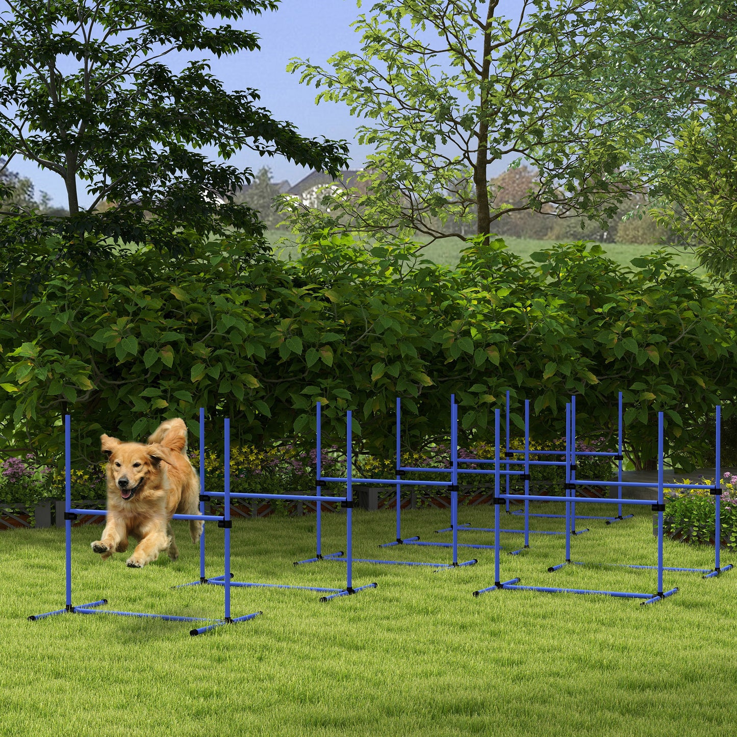 Golden retriever dog jumps over blue agility tunnel in backyard training