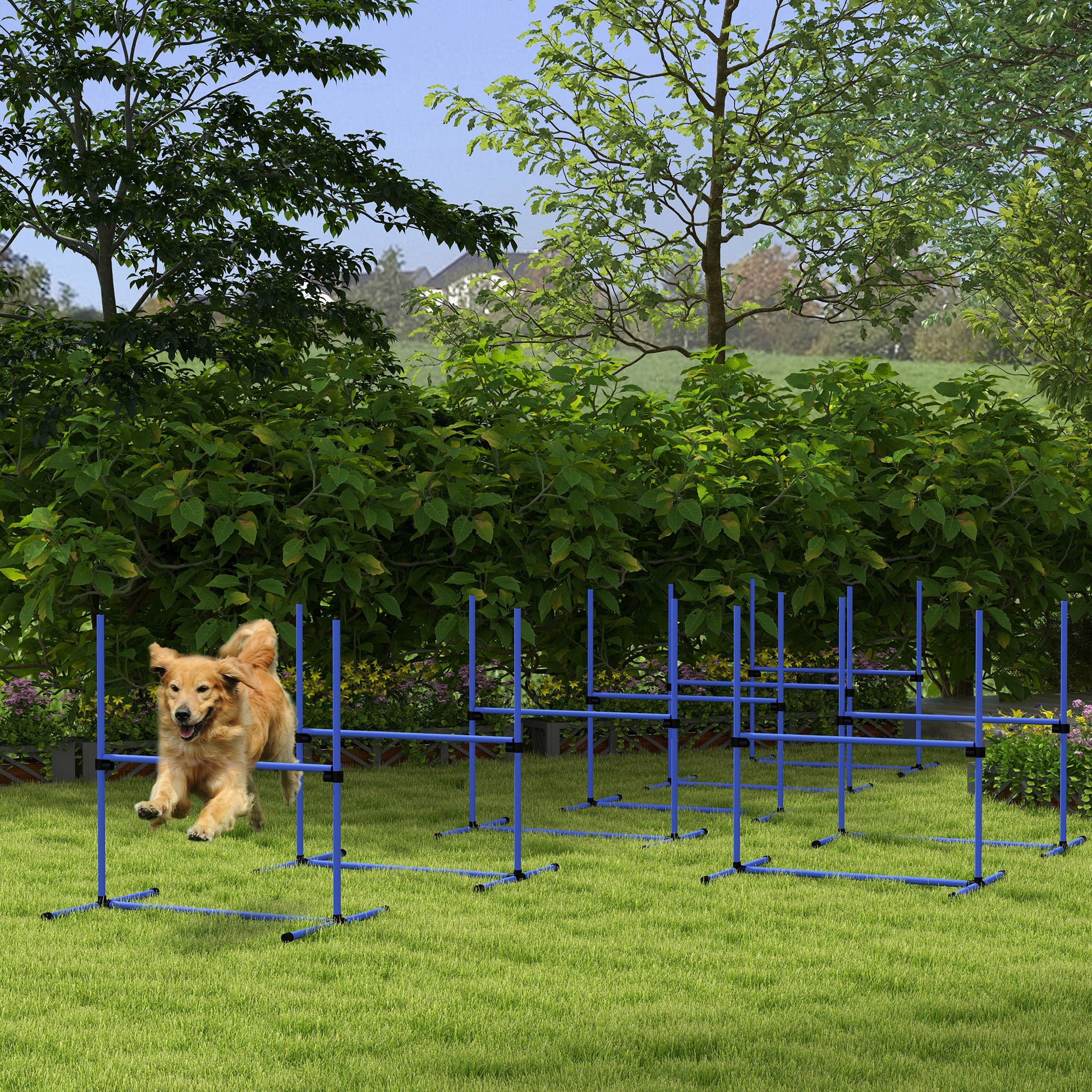 Golden retriever dog jumps over blue agility tunnel in backyard training
