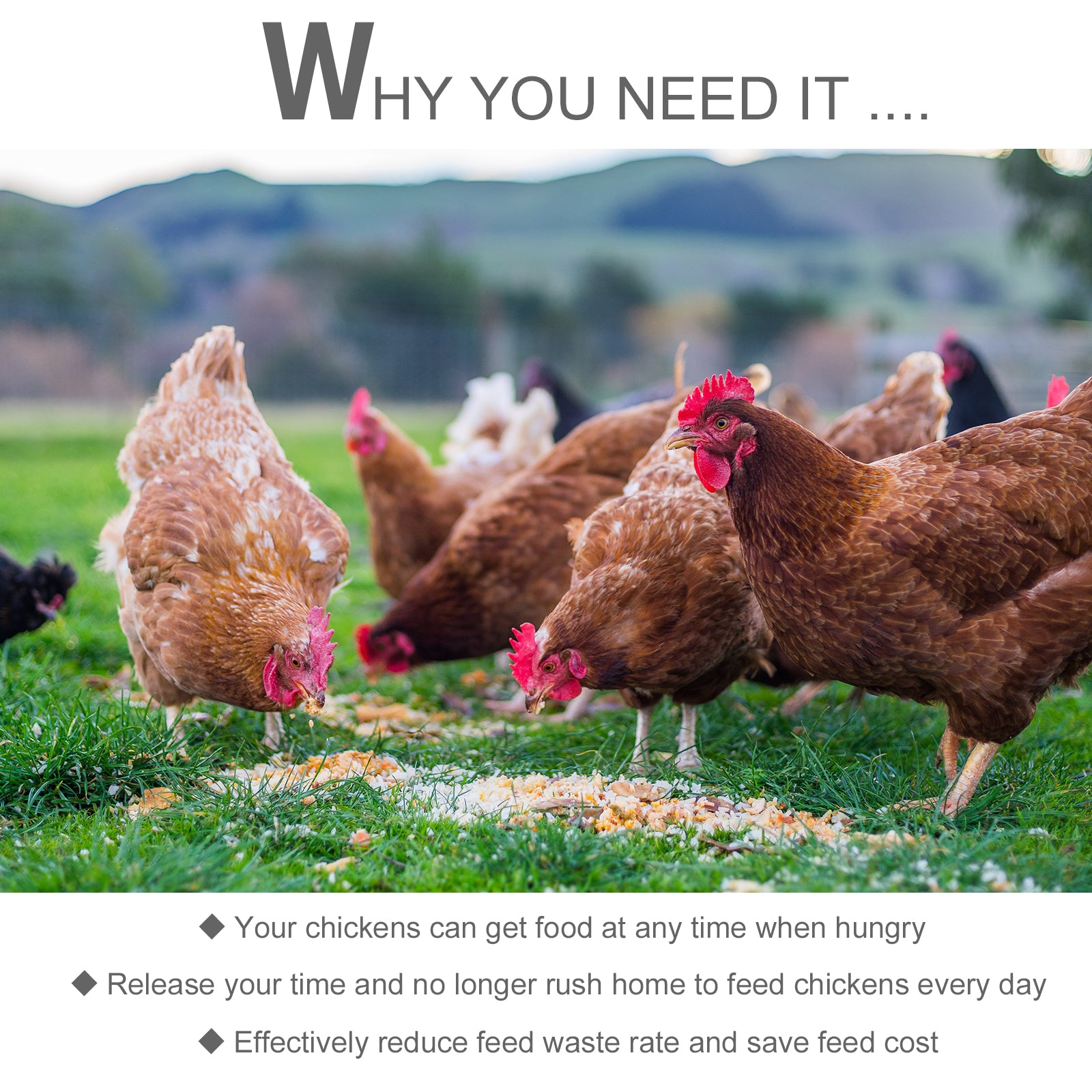 Brown Rhode Island Red chickens eating feed scattered on green grass