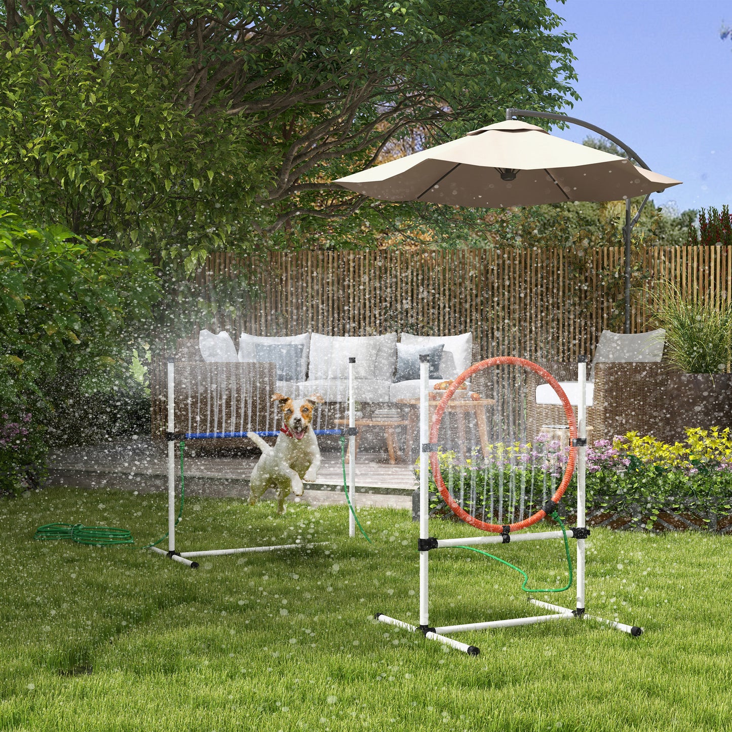 Jack Russell Terrier dog jumping through an agility tunnel on a sunny day in the backyard