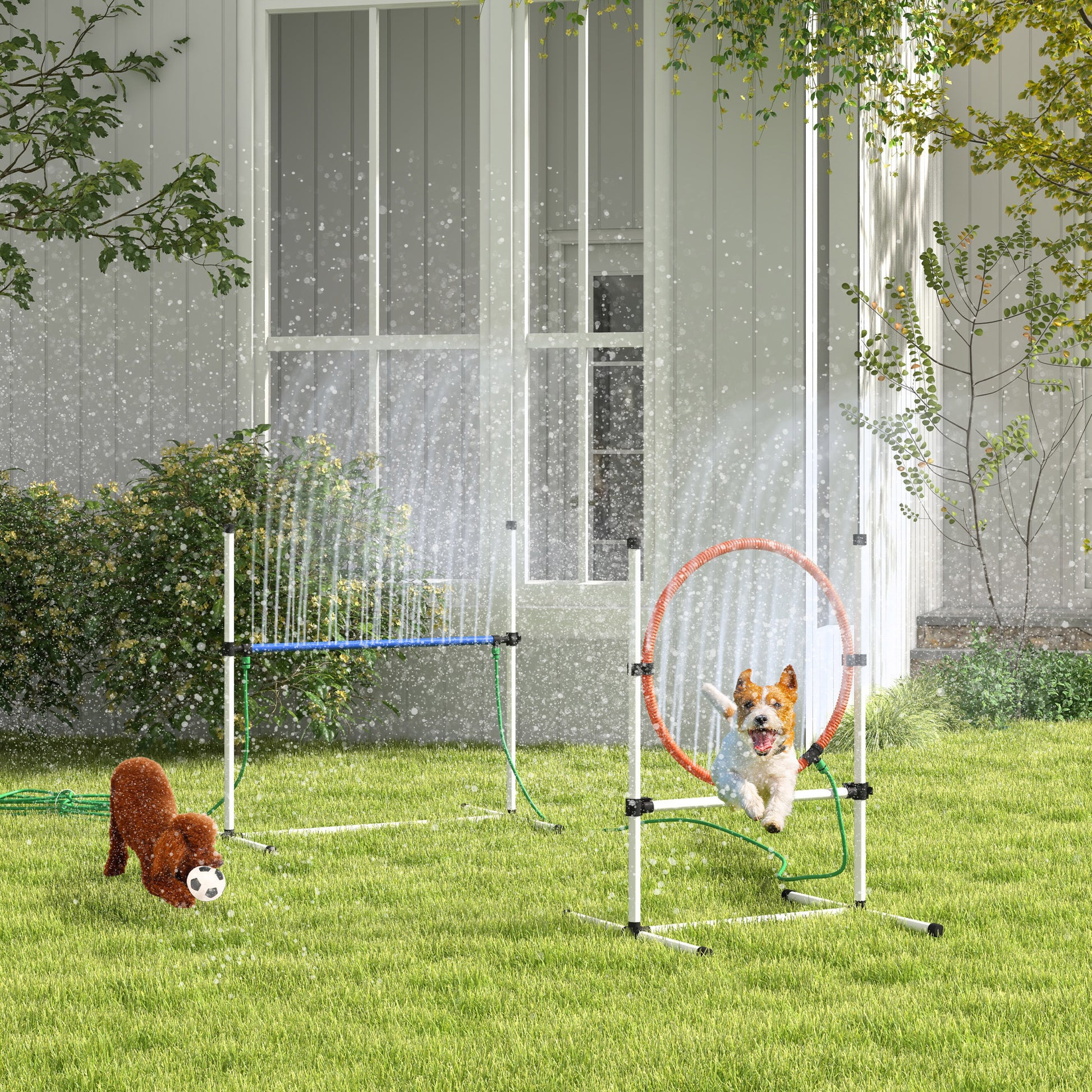 White dog jumping through orange hoop of dog agility set in backyard