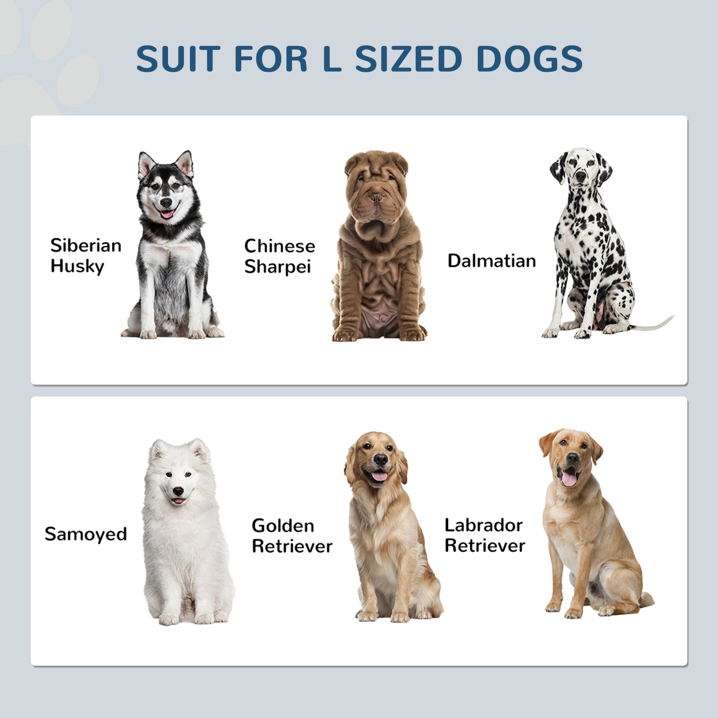 Siberian Husky dog with black and white coat sitting alert