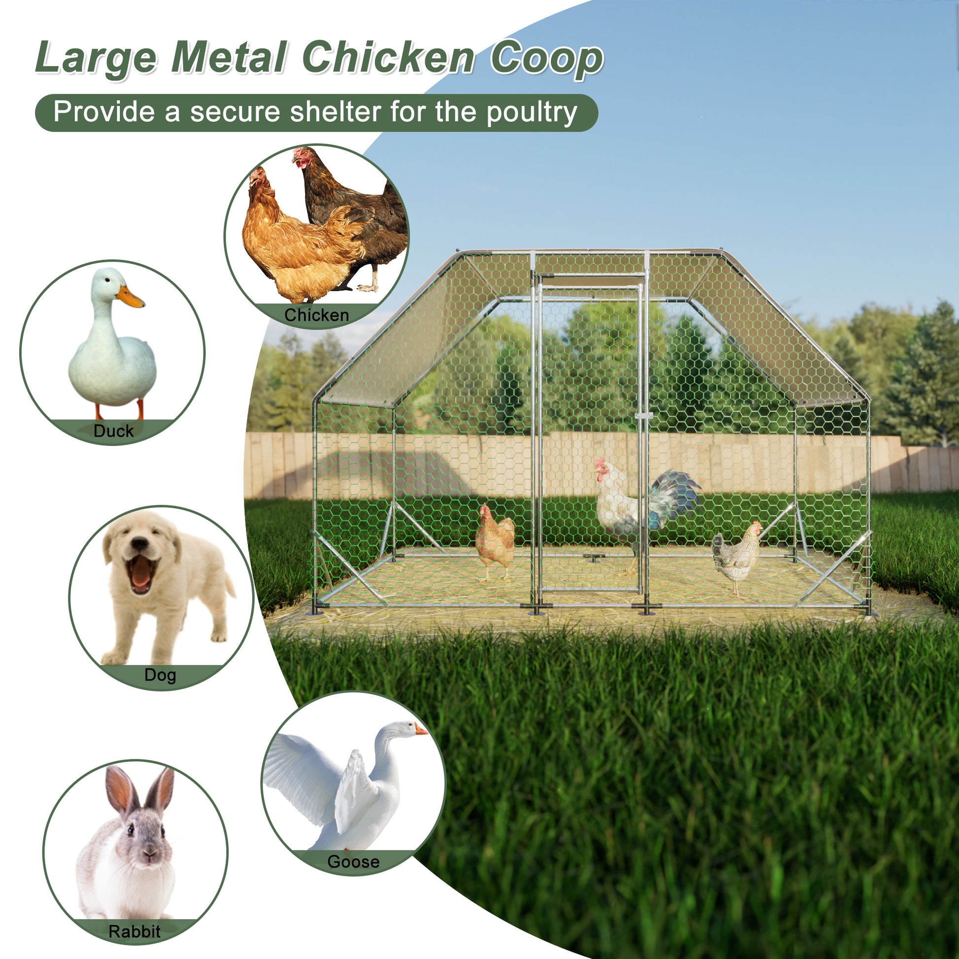 Large metal chicken coop with hexagonal mesh and a secure door for poultry
