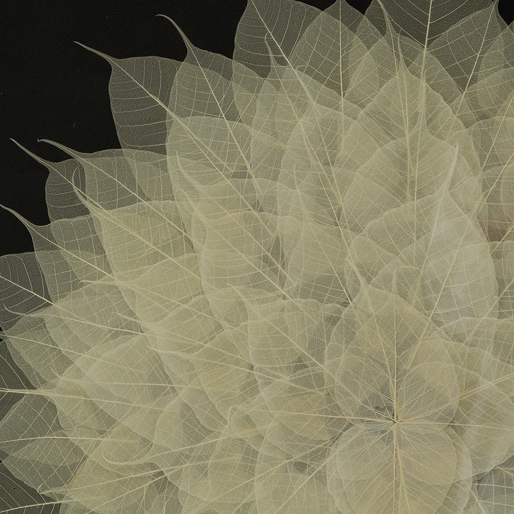 Delicate beige skeleton leaves arranged in a circular pattern for home decor