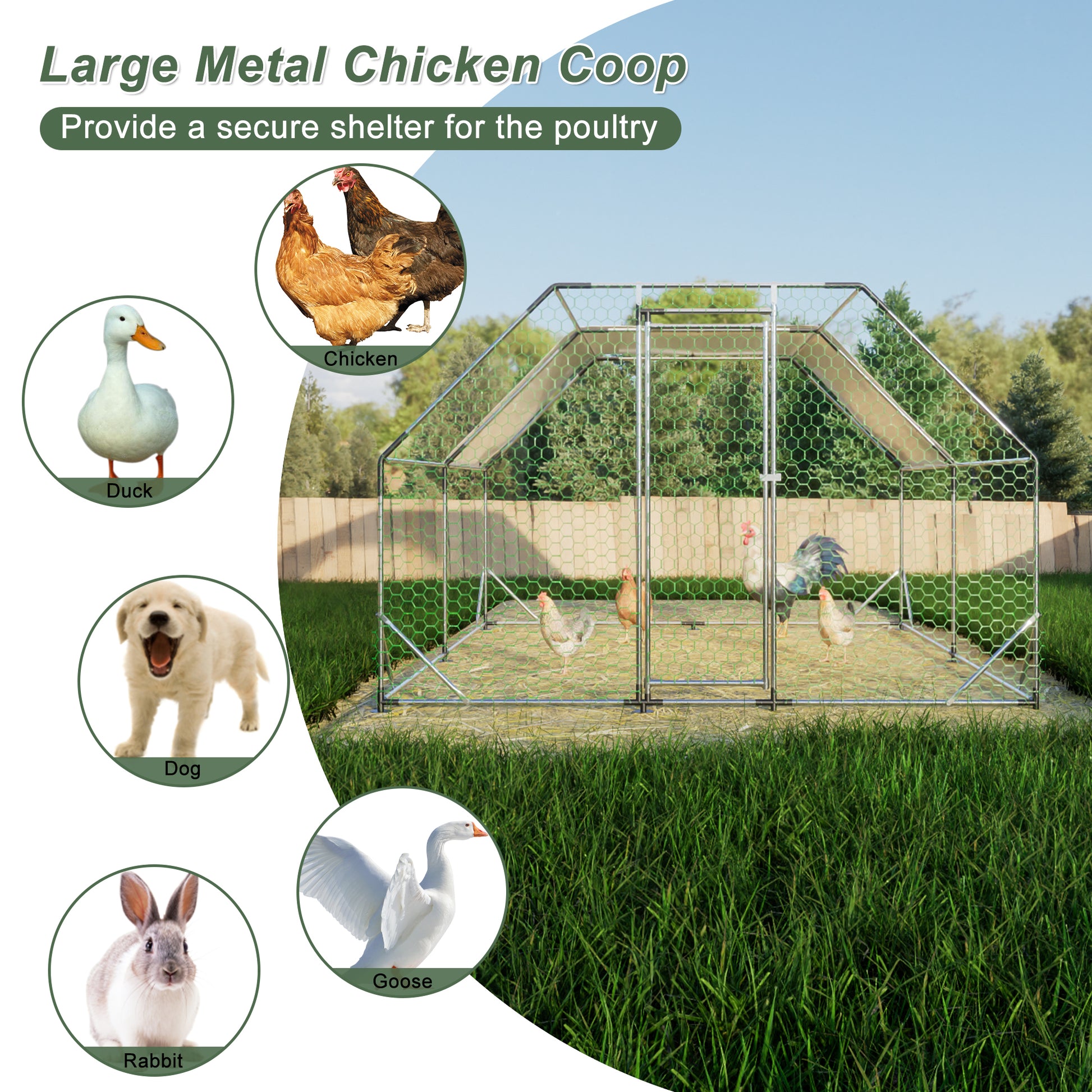 Large metal chicken coop provides a secure outdoor enclosure with hexagonal mesh and ample space for poultry