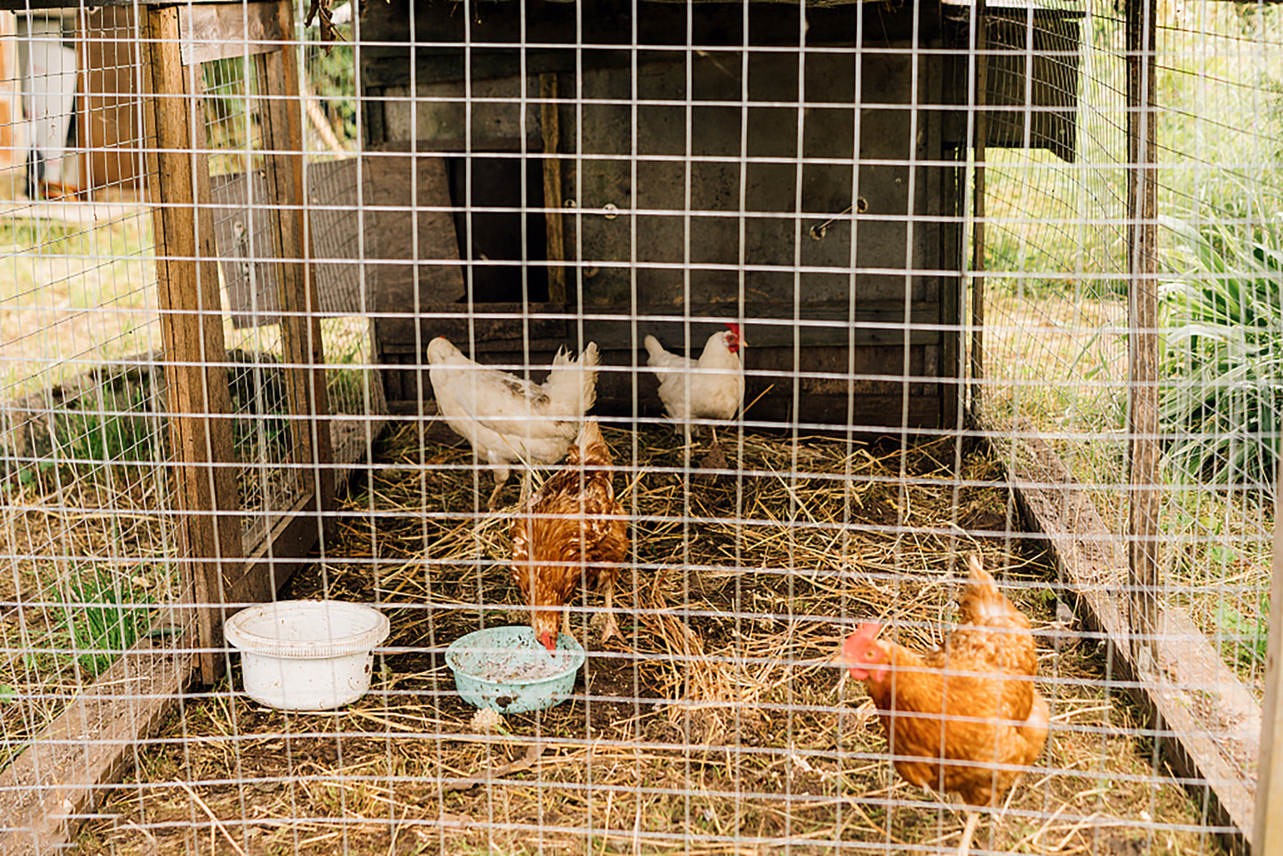 Brown and white chickens roam freely in a spacious wiremesh chicken coop