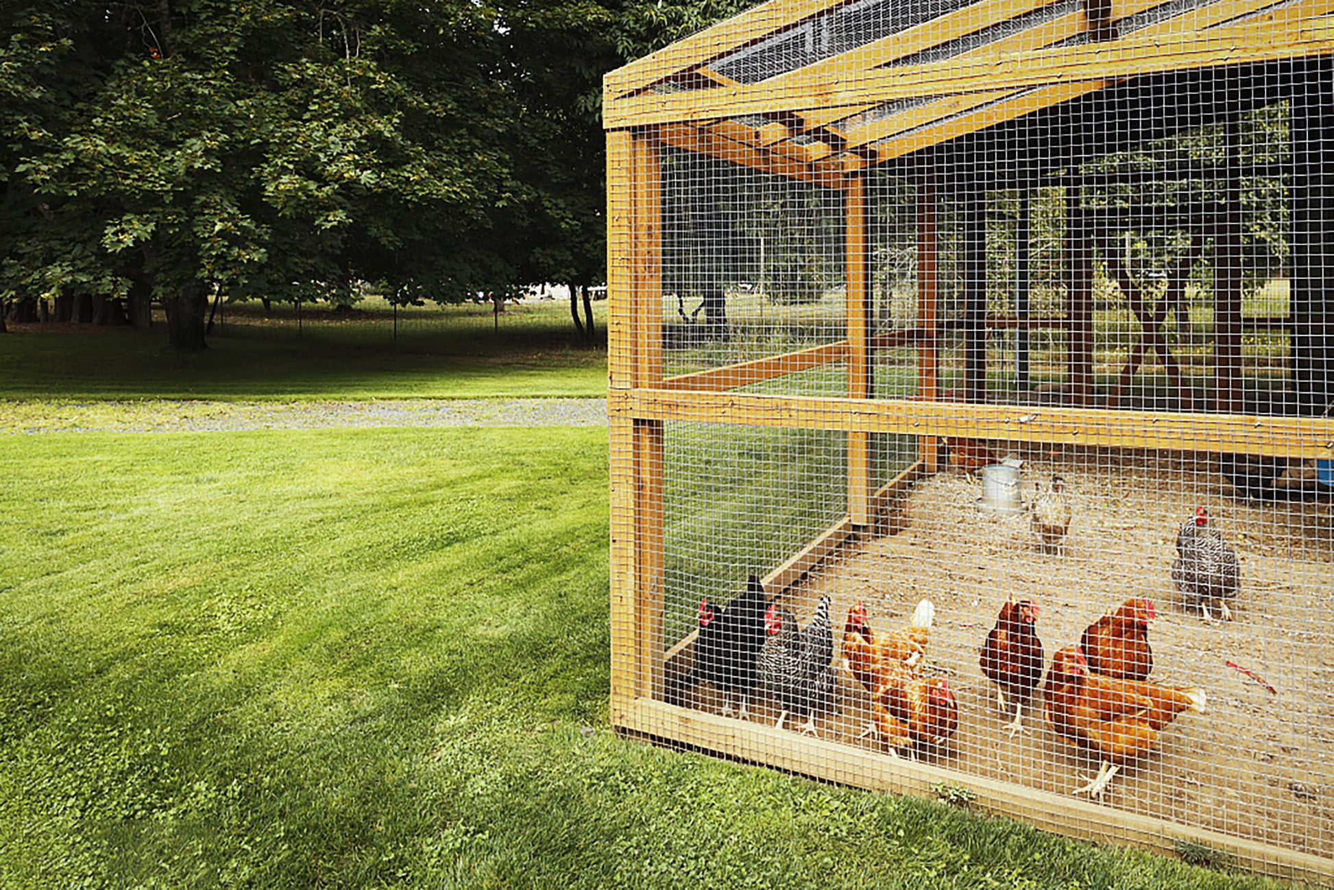 Wooden outdoor chicken coop with multiple chickens on a grassy lawn