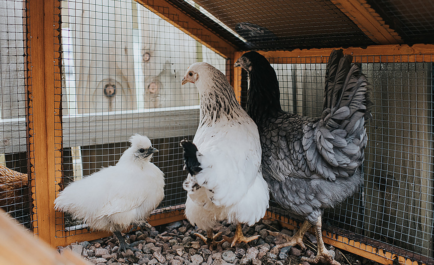 Three chickens in a coop a fluffy white Silkie a speckled white hen and a grey hen
