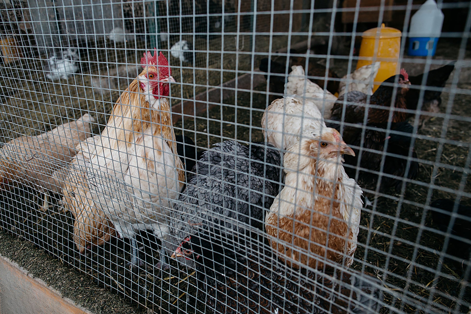 Rooster with bright red comb and feathered body pecking at feed in coop