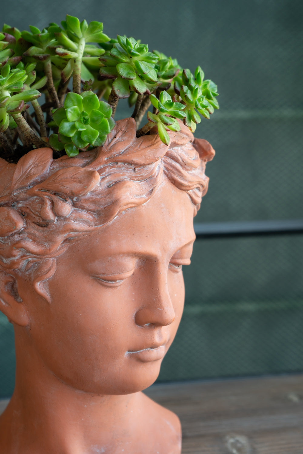 Terracotta bust planter with green succulents and laurel wreath detail