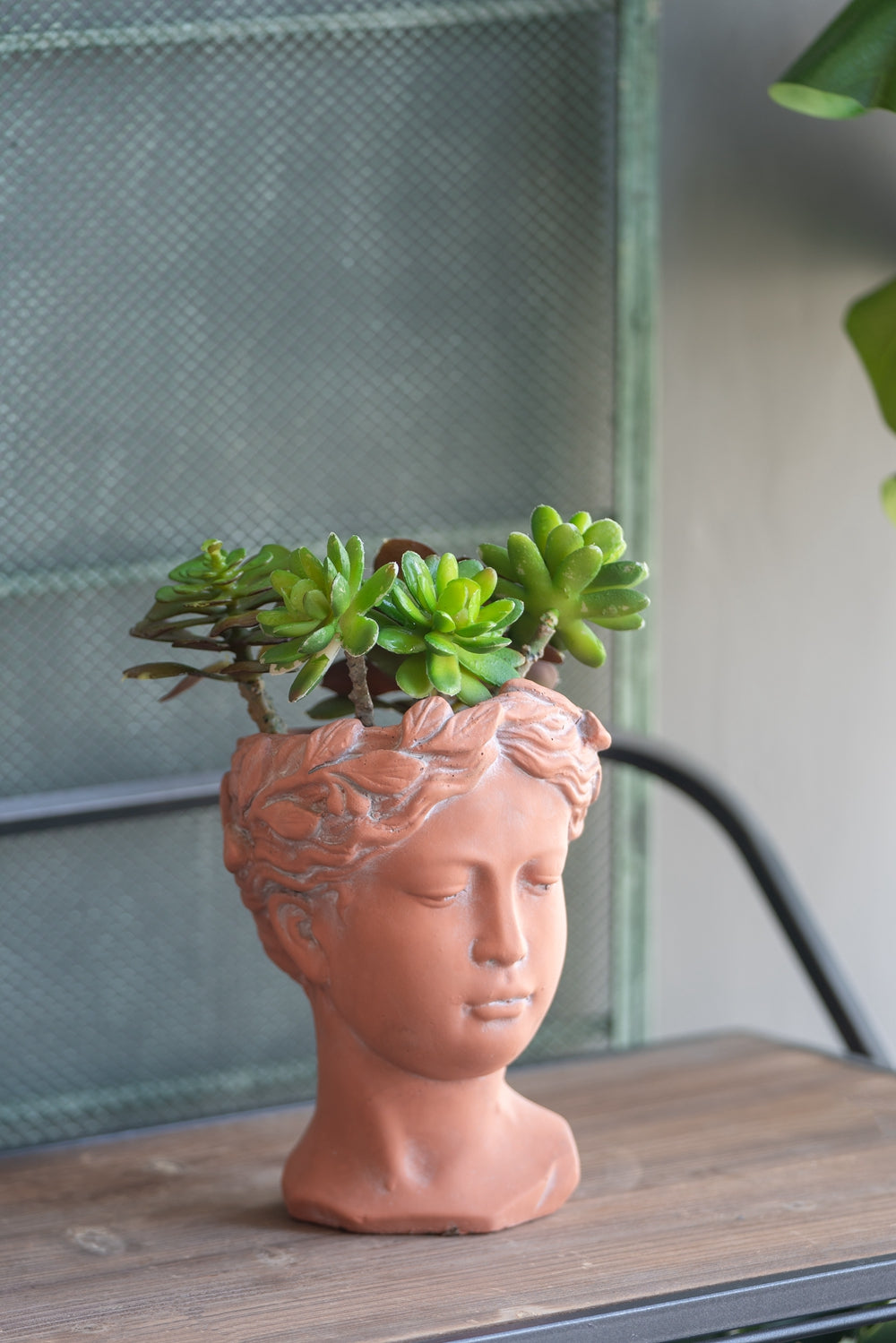 Terracotta head planter with lush green succulents for home decor
